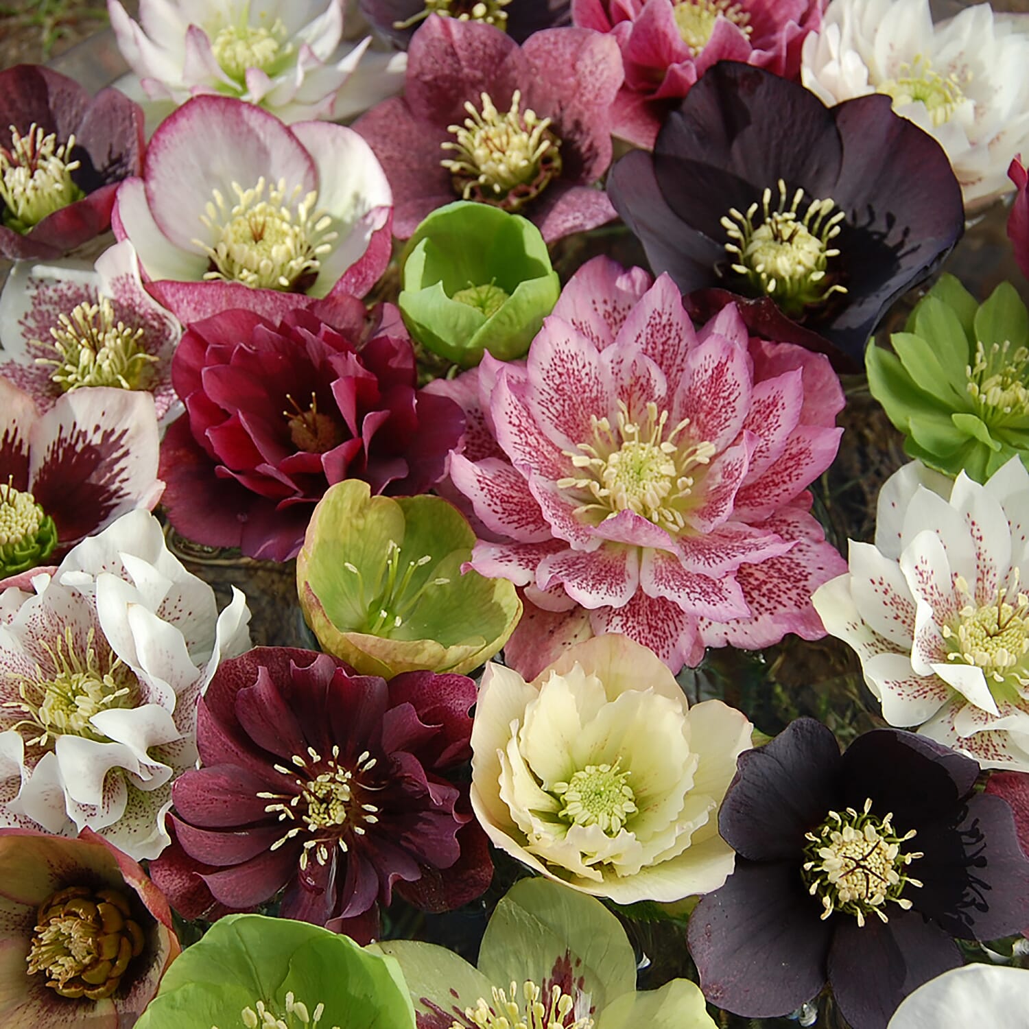 10 Hellebore Double Ellen Mixed Plug Plants - Hardy Pink, Purple, Yellow, Red & White.