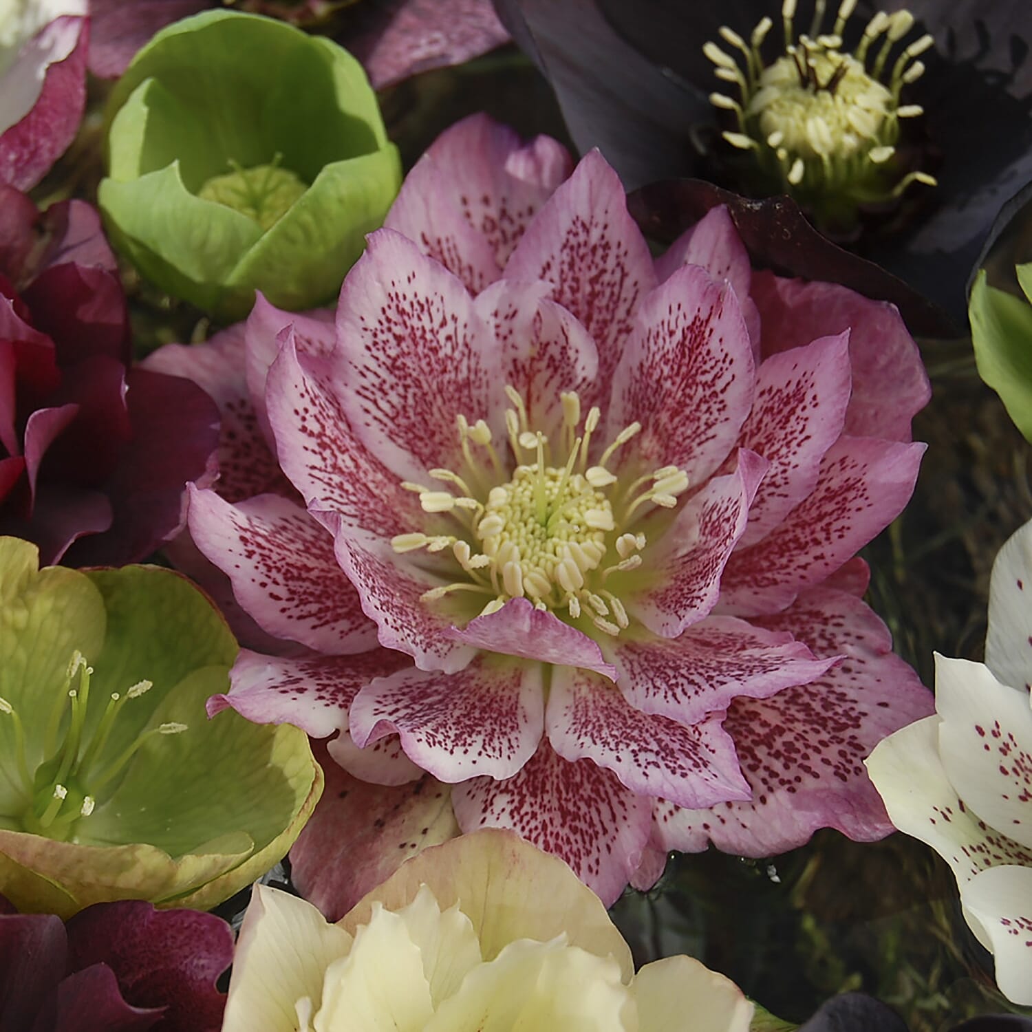 10 Hellebore Double Ellen Mixed Plug Plants - Hardy Pink, Purple, Yellow, Red & White.