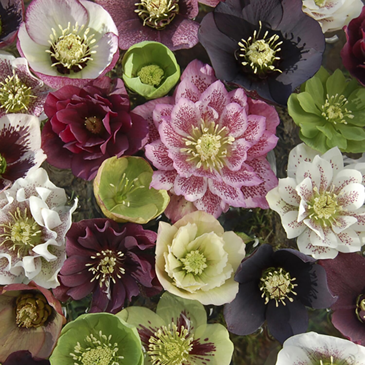 10 Hellebore Double Ellen Mixed Plug Plants - Hardy Pink, Purple, Yellow, Red & White.