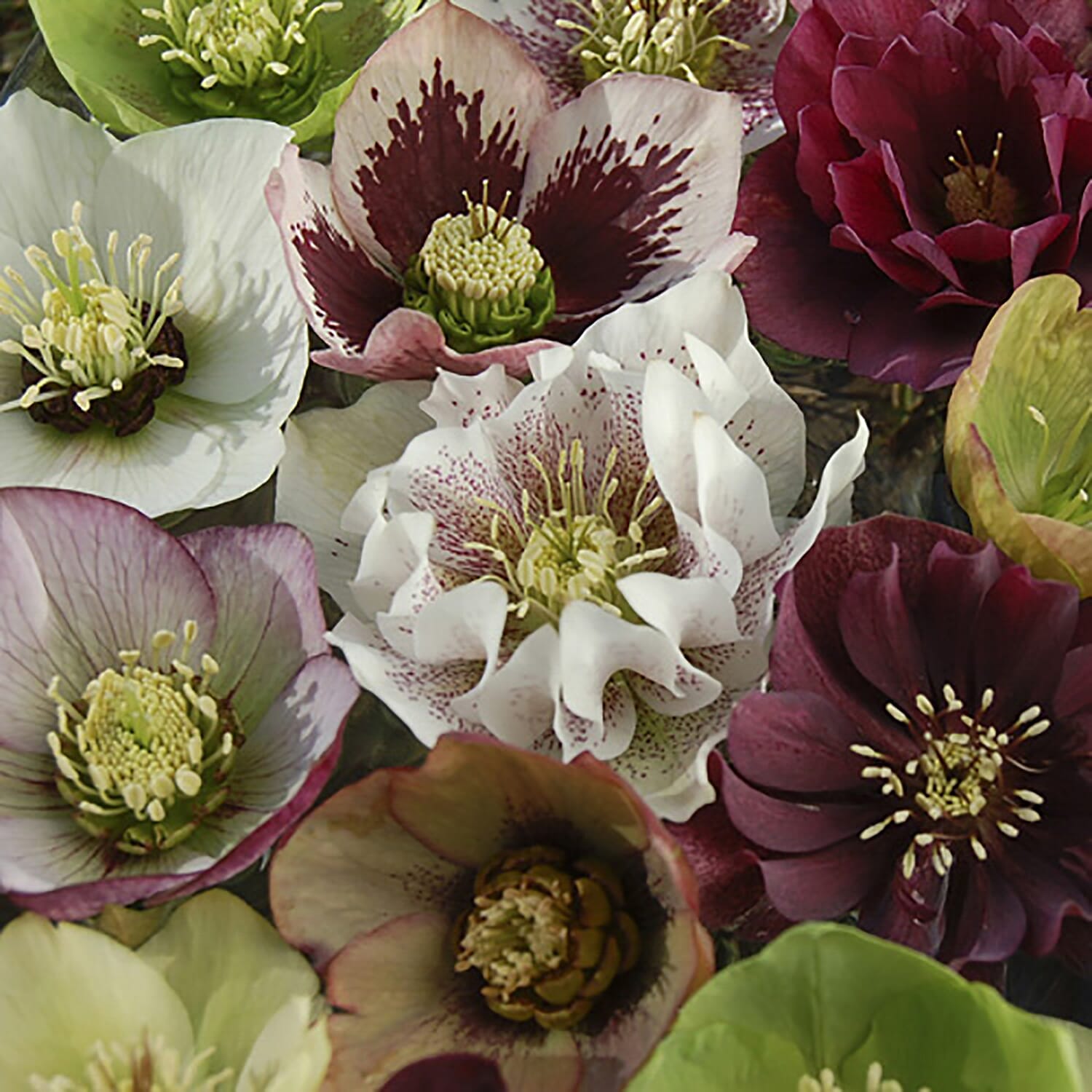 10 Hellebore Double Ellen Mixed Plug Plants - Hardy Pink, Purple, Yellow, Red & White.