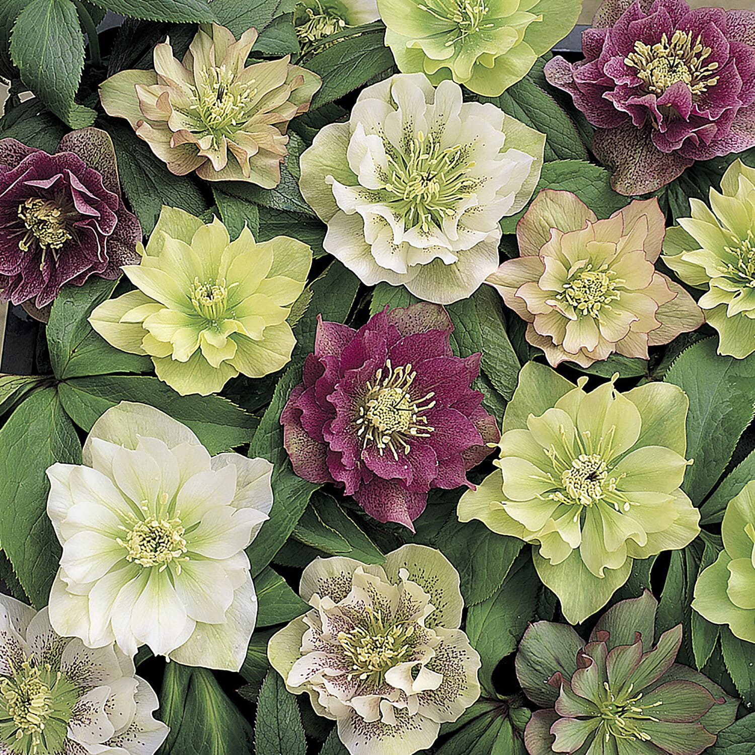 10 Hellebore Double Ellen Mixed Plug Plants - Hardy Pink, Purple, Yellow, Red & White.