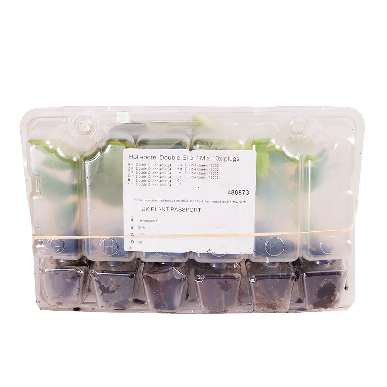 10 Hellebore Double Ellen Mixed Plug Plants - Hardy Pink, Purple, Yellow, Red & White.