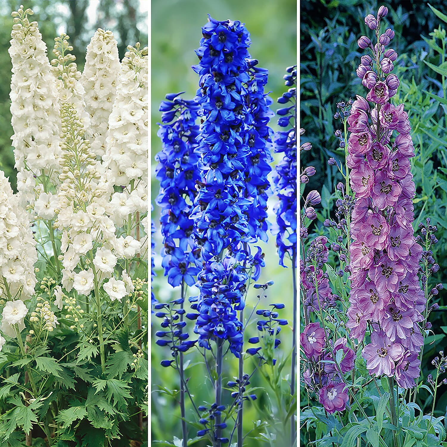3 Delphinium in 9 cm Pots - Hardy, Flowers May to July up to 2m Tall