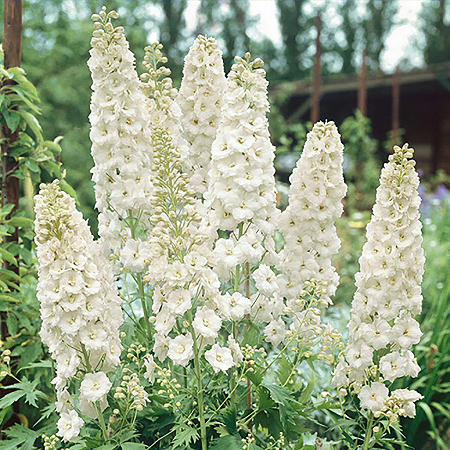 3 Delphinium in 9 cm Pots - Hardy, Flowers May to July up to 2m Tall