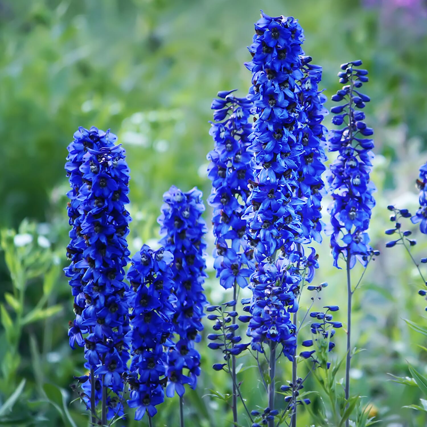 3 Delphinium in 9 cm Pots - Hardy, Flowers May to July up to 2m Tall