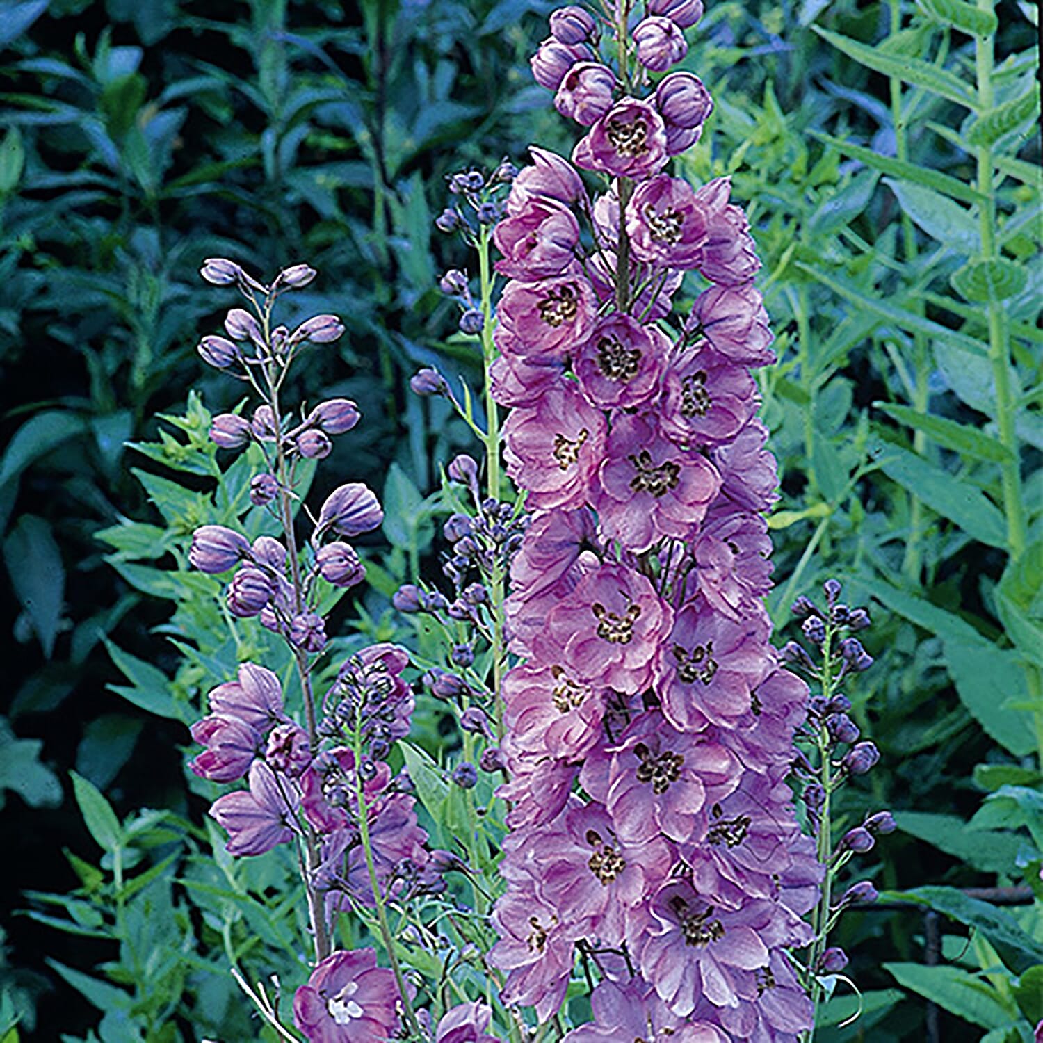 3 Delphinium in 9 cm Pots - Hardy, Flowers May to July up to 2m Tall