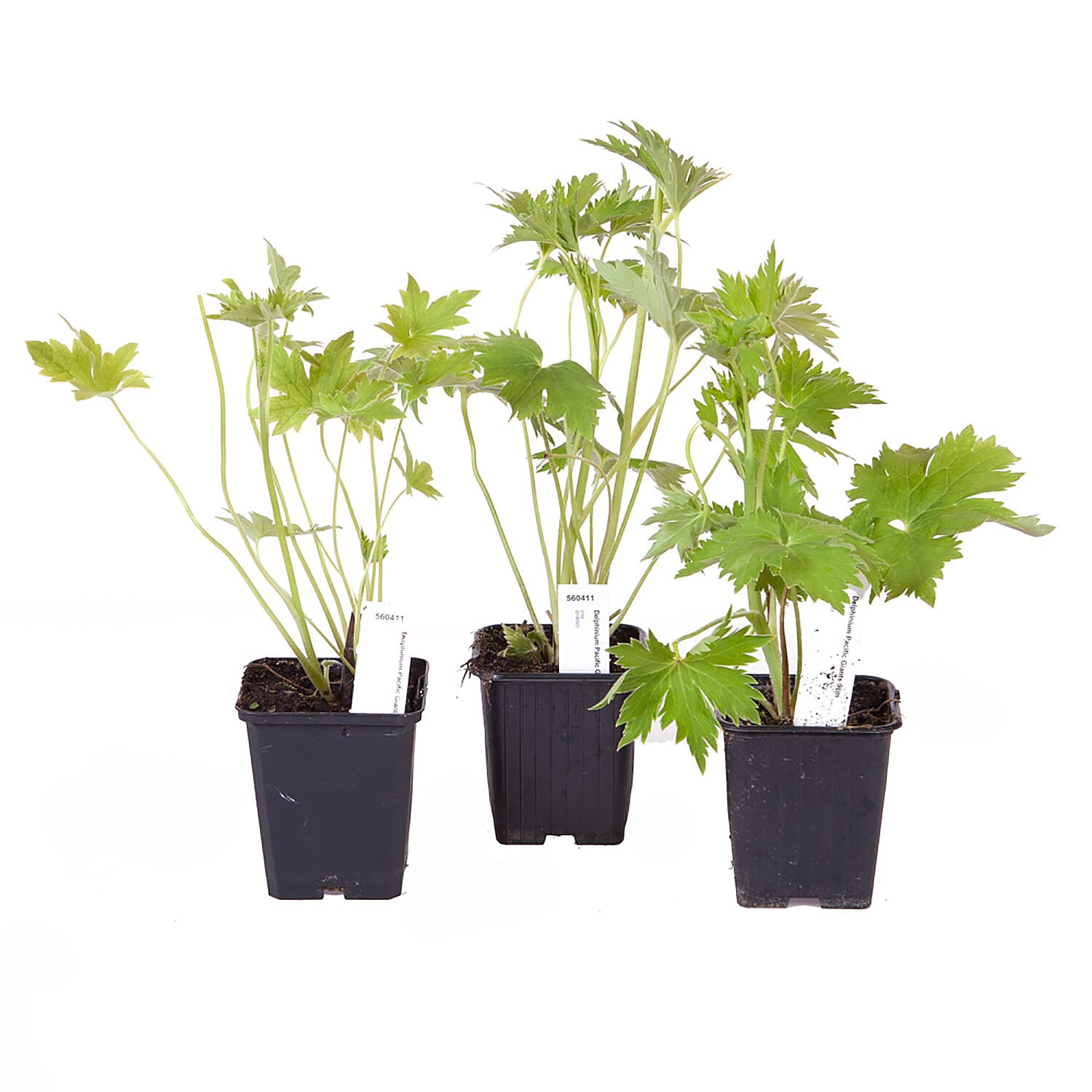 3 Delphinium in 9 cm Pots - Hardy, Flowers May to July up to 2m Tall