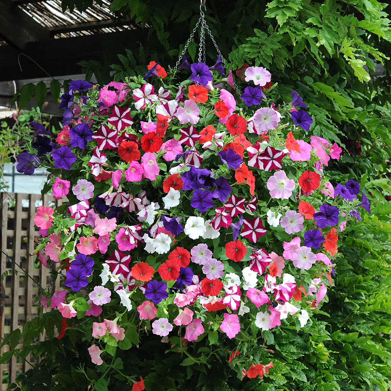 20 Mixed Petunia Garden Ready Plants - Easy Wave, Flowers June to Sept, 25cm Tall