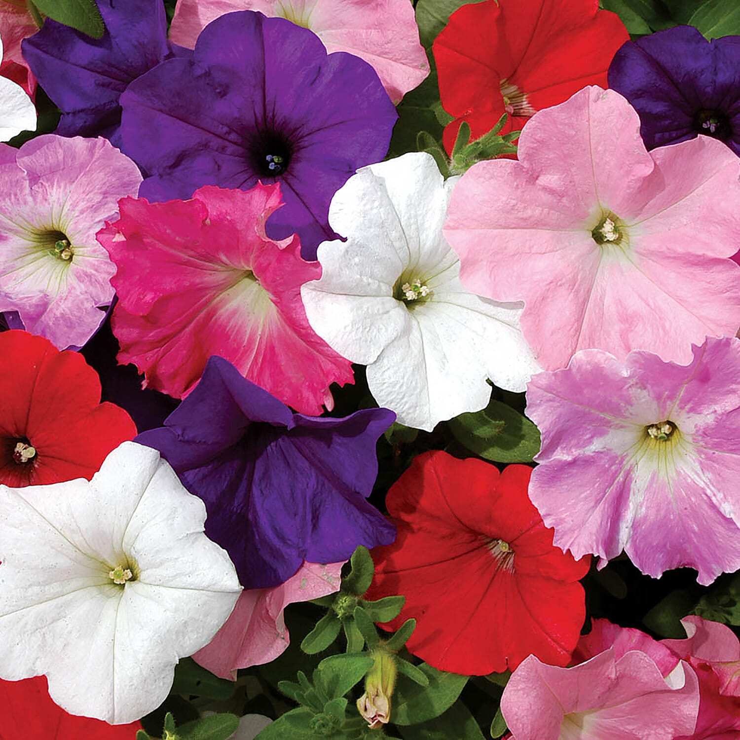 20 Mixed Petunia Garden Ready Plants - Easy Wave, Flowers June to Sept, 25cm Tall