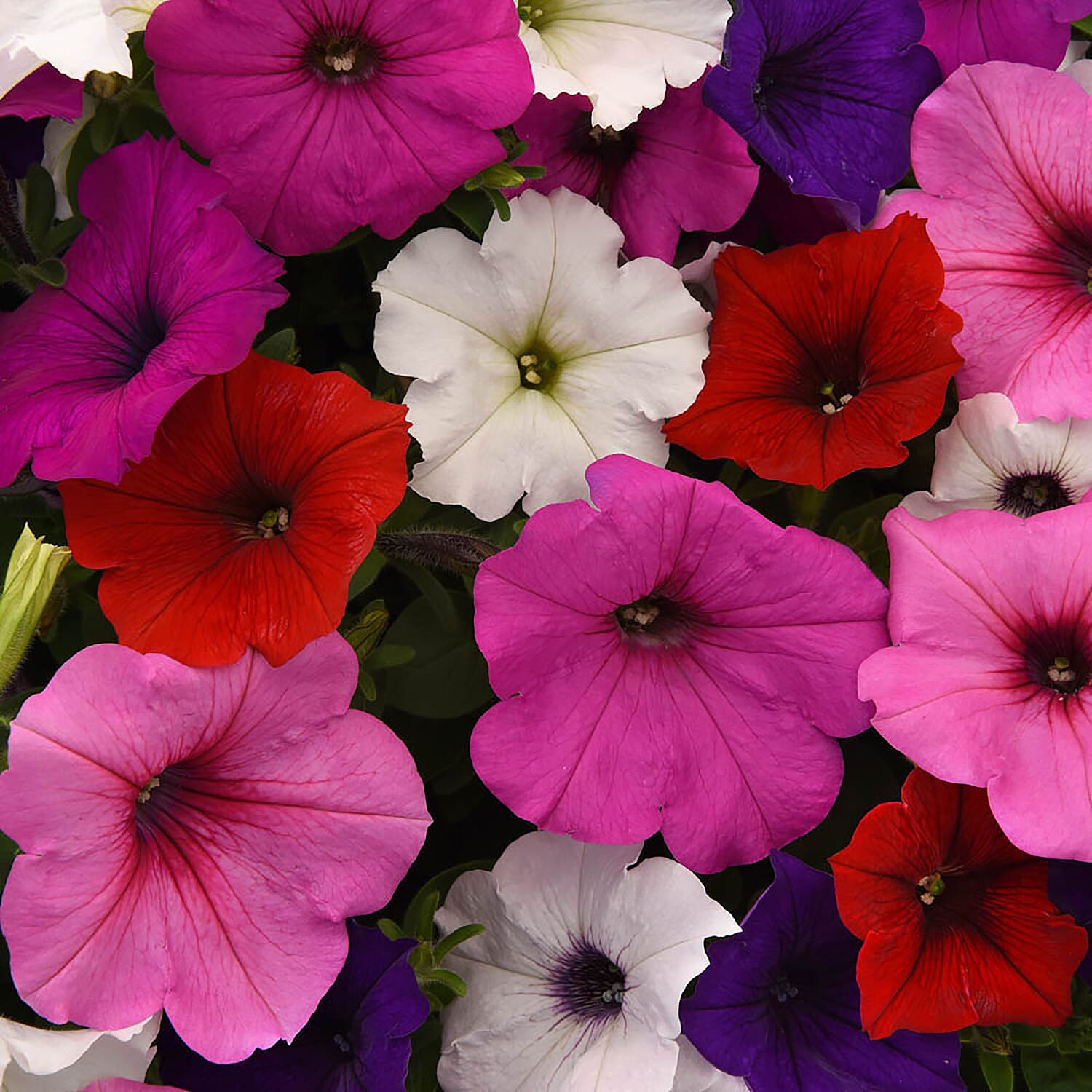 20 Mixed Petunia Garden Ready Plants - Easy Wave, Flowers June to Sept, 25cm Tall
