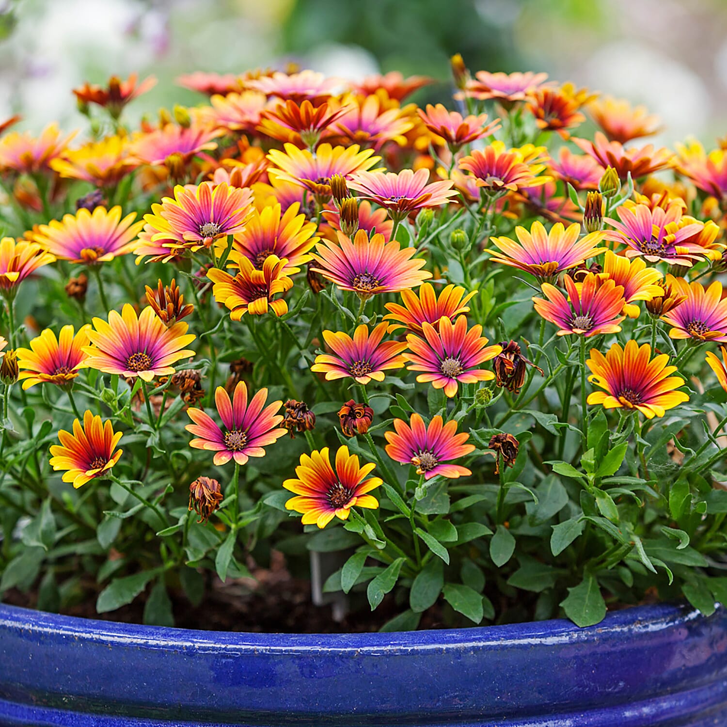 3 Osteospermum Purple Sun 9cm Pots - 30cm Tall, Daisy Like Profusion June to Sept