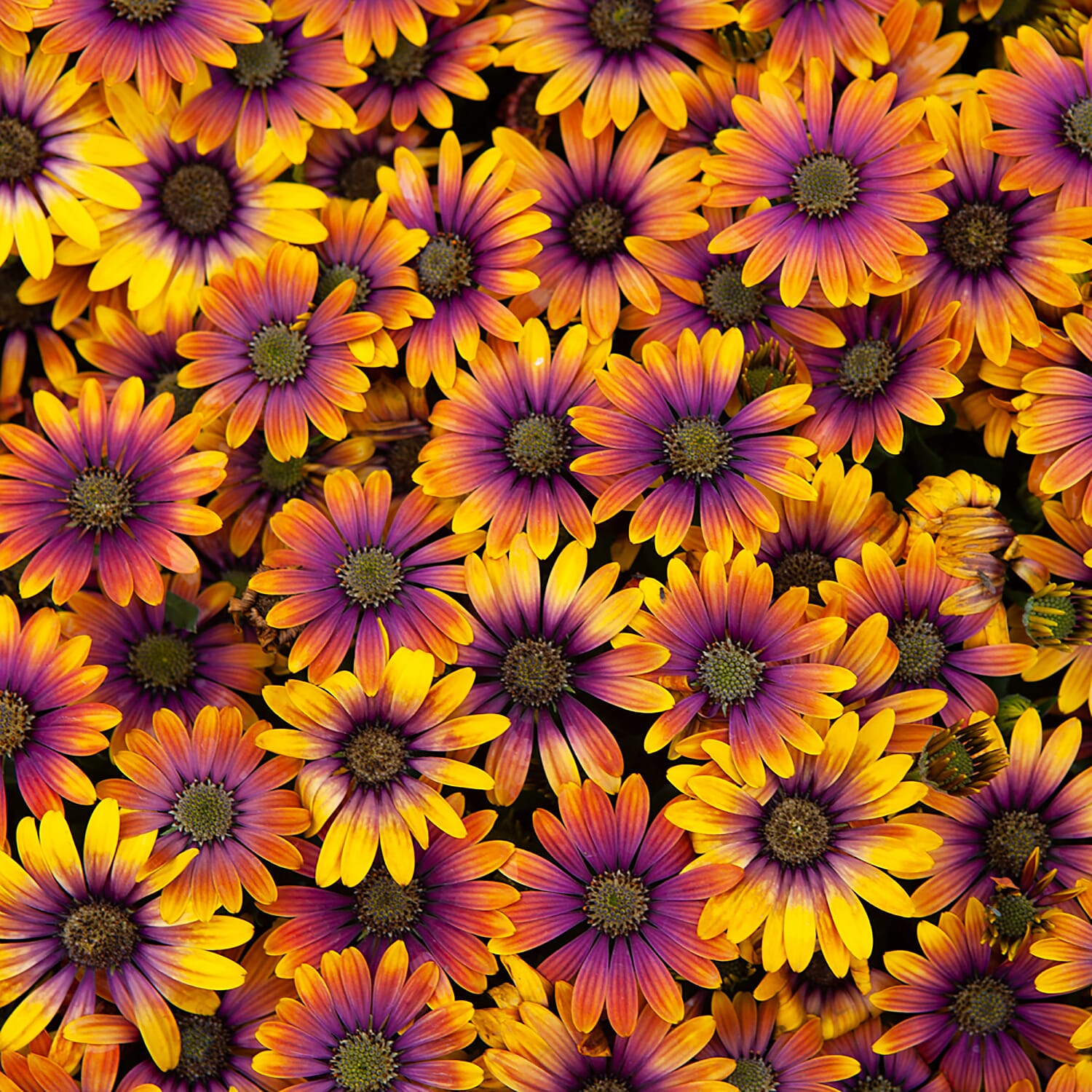 3 Osteospermum Purple Sun 9cm Pots - 30cm Tall, Daisy Like Profusion June to Sept
