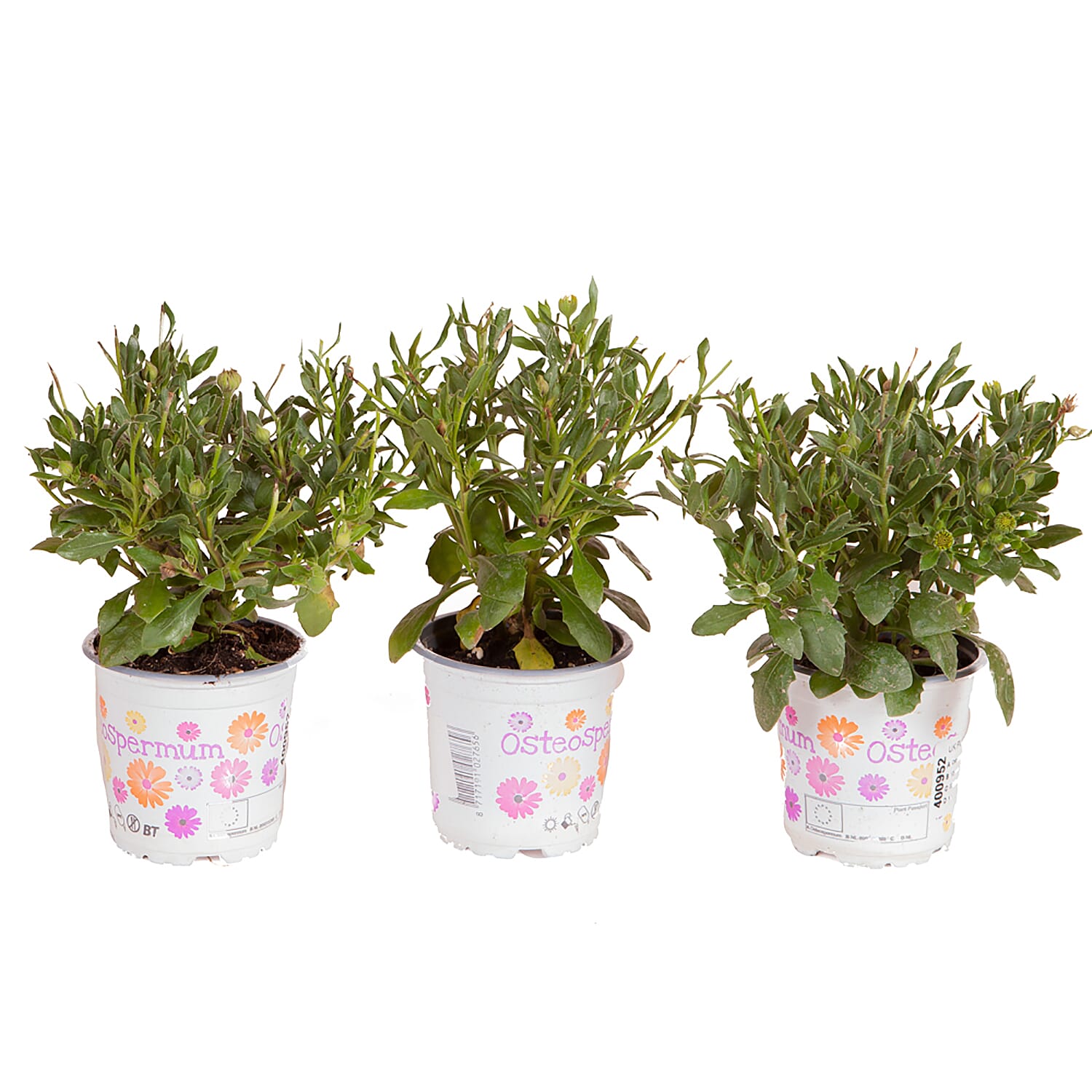 3 Osteospermum Purple Sun 9cm Pots - 30cm Tall, Daisy Like Profusion June to Sept