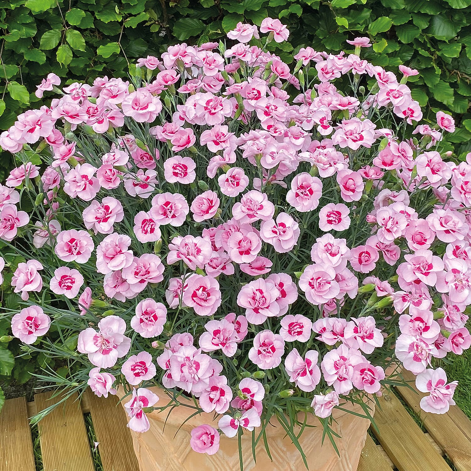 New for 2023 - 12 Garden Pinks Baby Doris Plug Plants - Fragrant, Hardy, Flowers until Sept