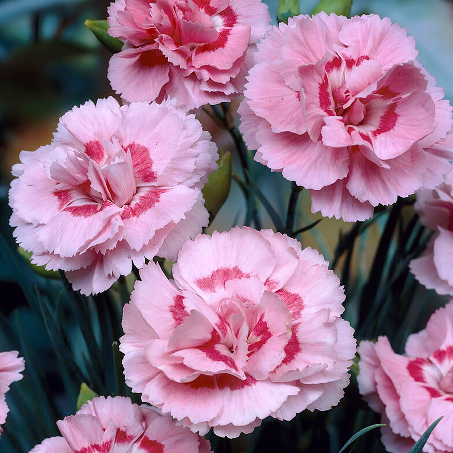 New for 2023 - 12 Garden Pinks Baby Doris Plug Plants - Fragrant, Hardy, Flowers until Sept