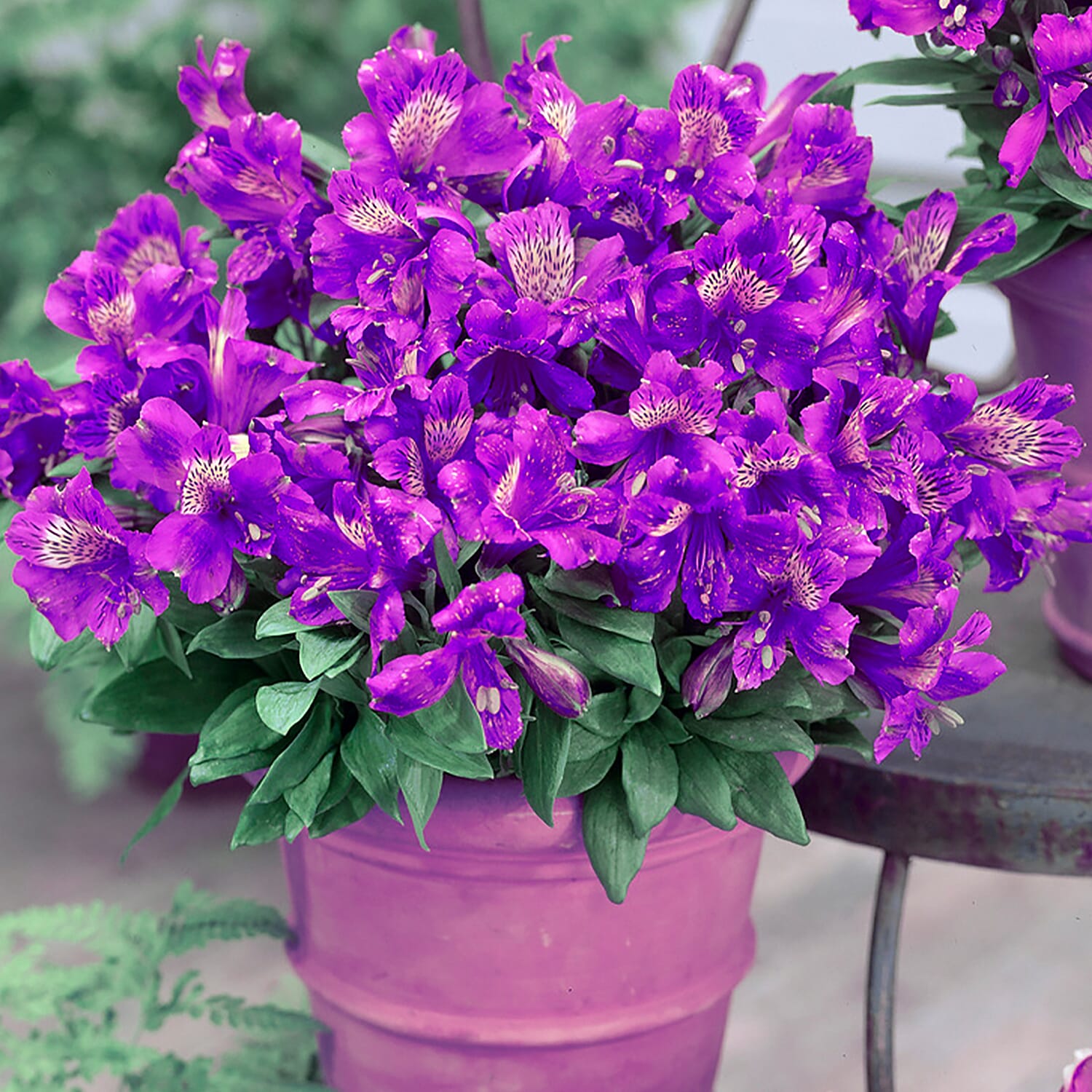 3 Alstroemeria Inca Plug Plants - Hardy, Flowers until Nov, Great as Cut Flowers