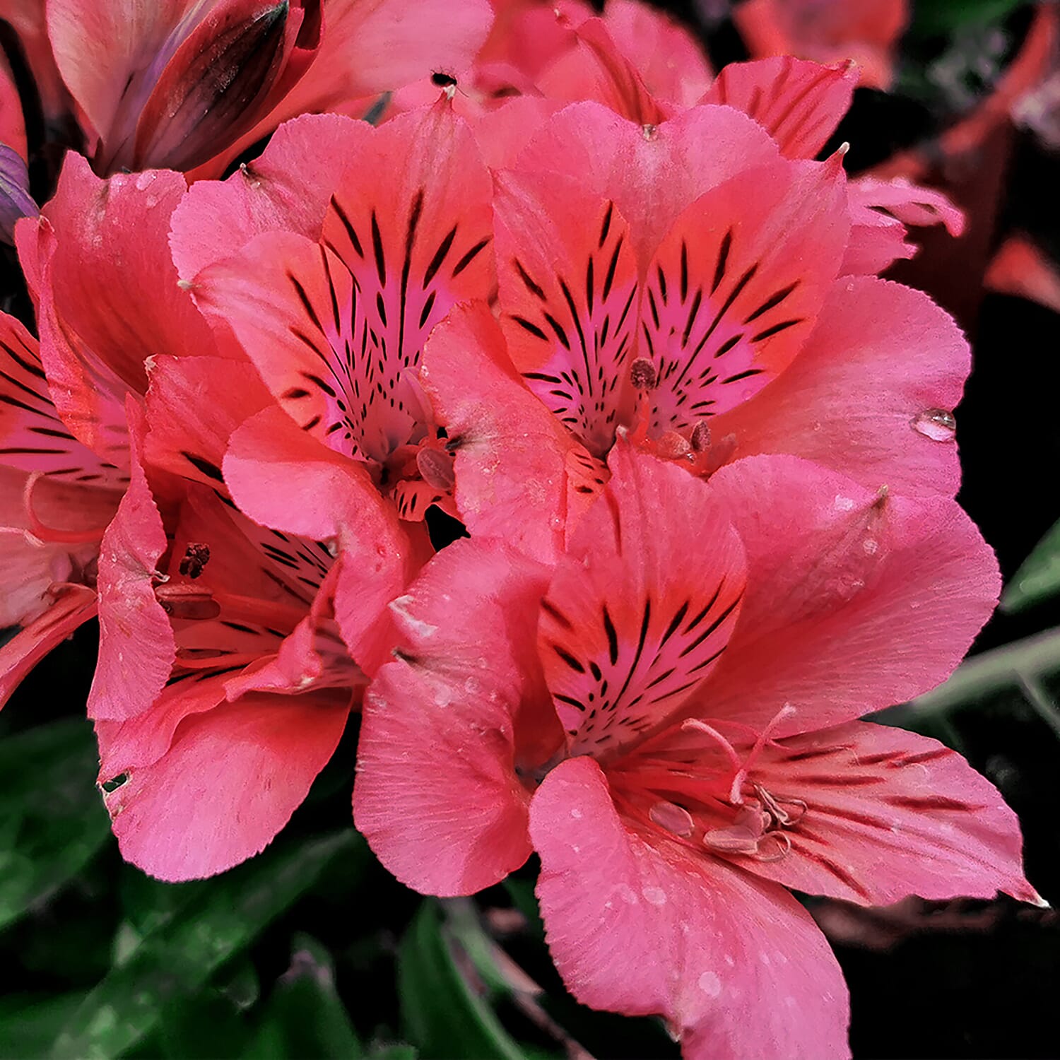 3 Alstroemeria Inca Plug Plants - Hardy, Flowers until Nov, Great as Cut Flowers