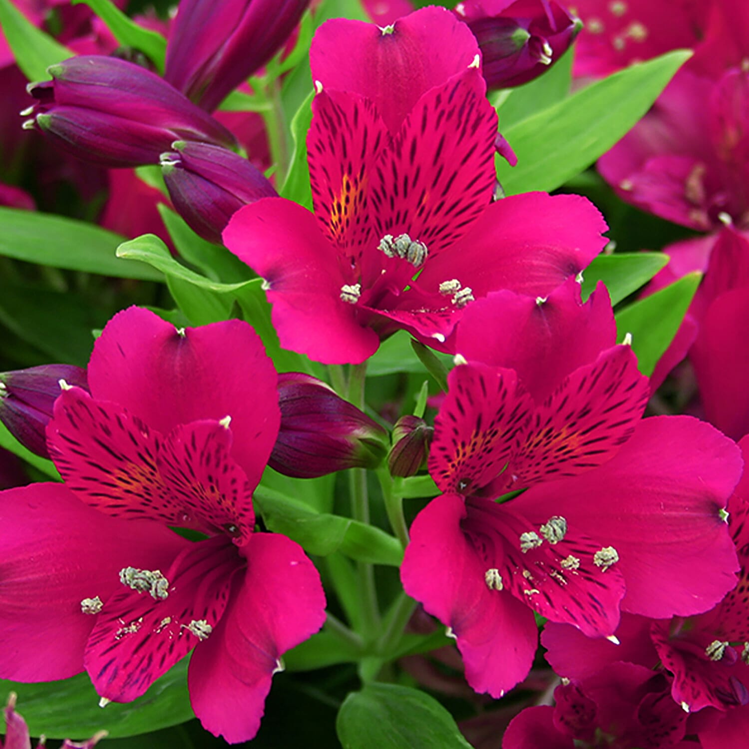 3 Alstroemeria Inca Plug Plants - Hardy, Flowers until Nov, Great as Cut Flowers
