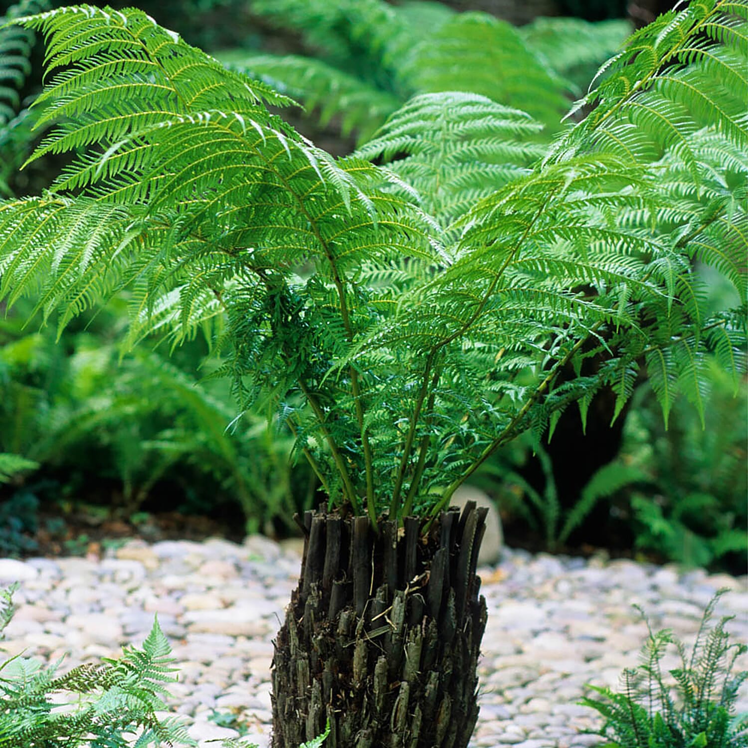 Exotic Tree Fern in 9 cm Pot - Hardy to -5c, Plant in Shade, Harvested Under Licence in Australia