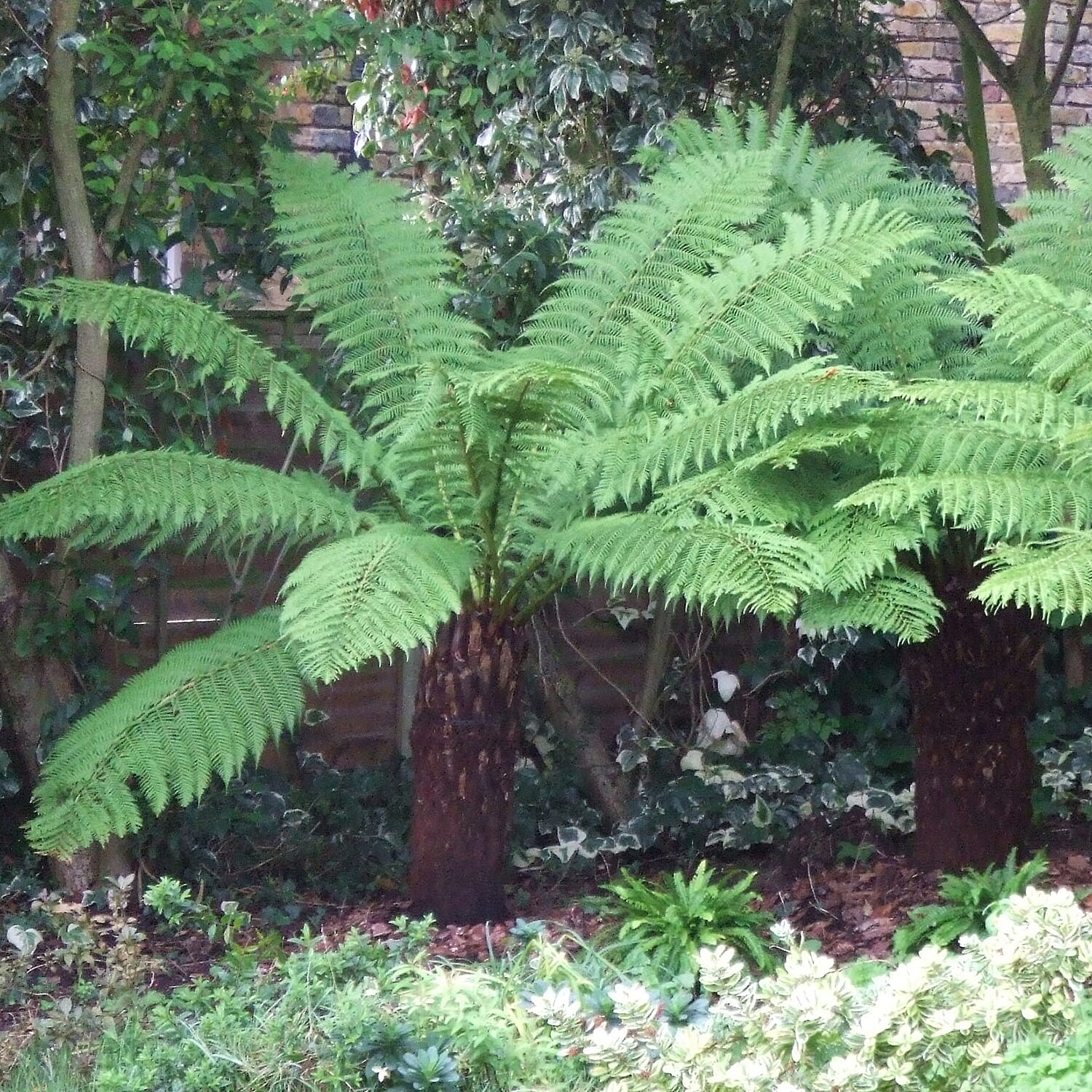 Exotic Tree Fern in 9 cm Pot - Hardy to -5c, Plant in Shade, Harvested Under Licence in Australia