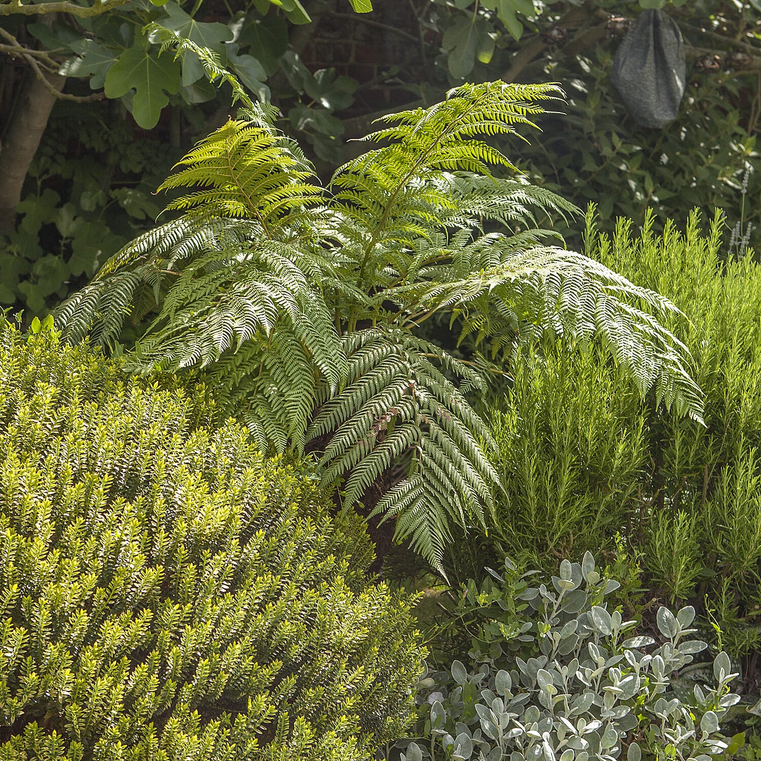 Exotic Tree Fern in 9 cm Pot - Hardy to -5c, Plant in Shade, Harvested Under Licence in Australia