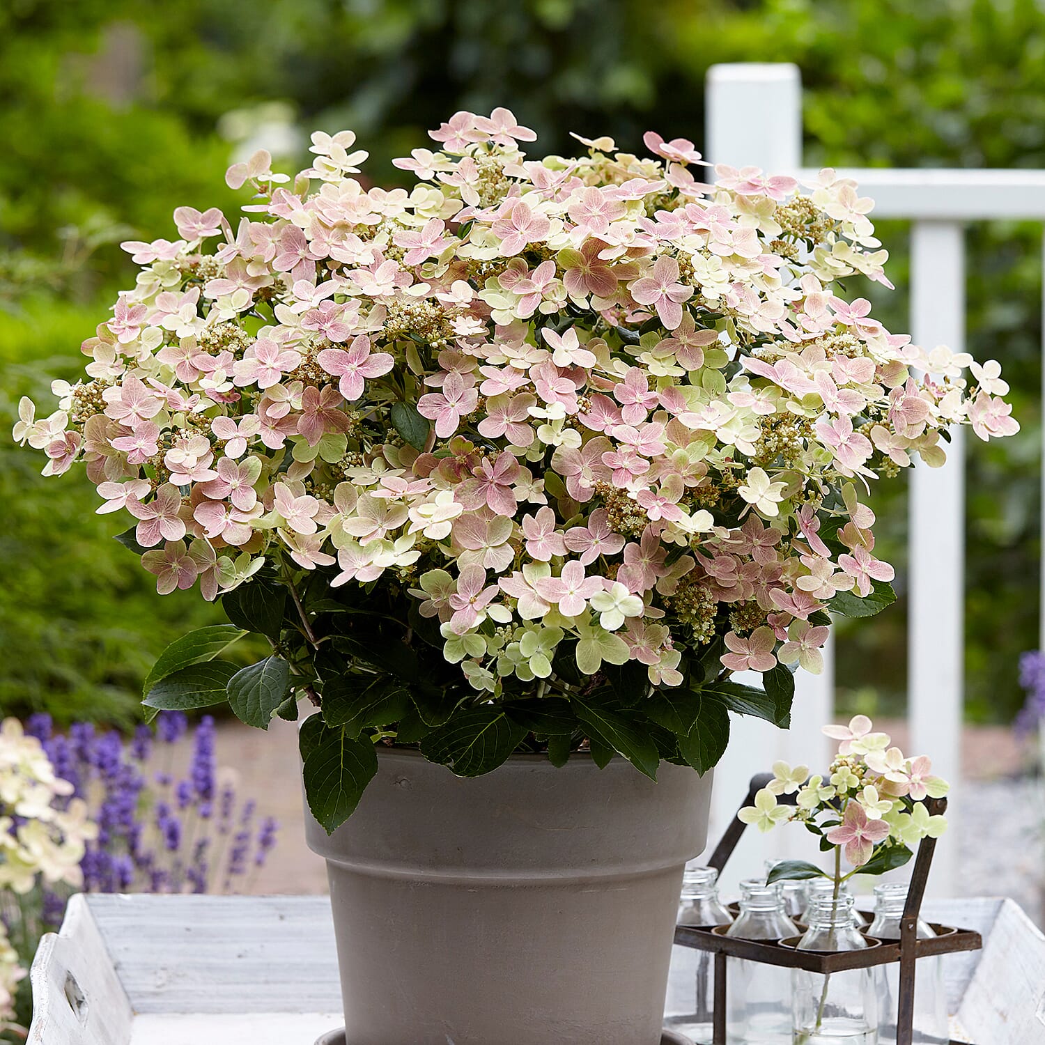 Colour Change Hydrangea Paniculata Polestar in 1.5L Pot - Hardy, Flowers until Oct