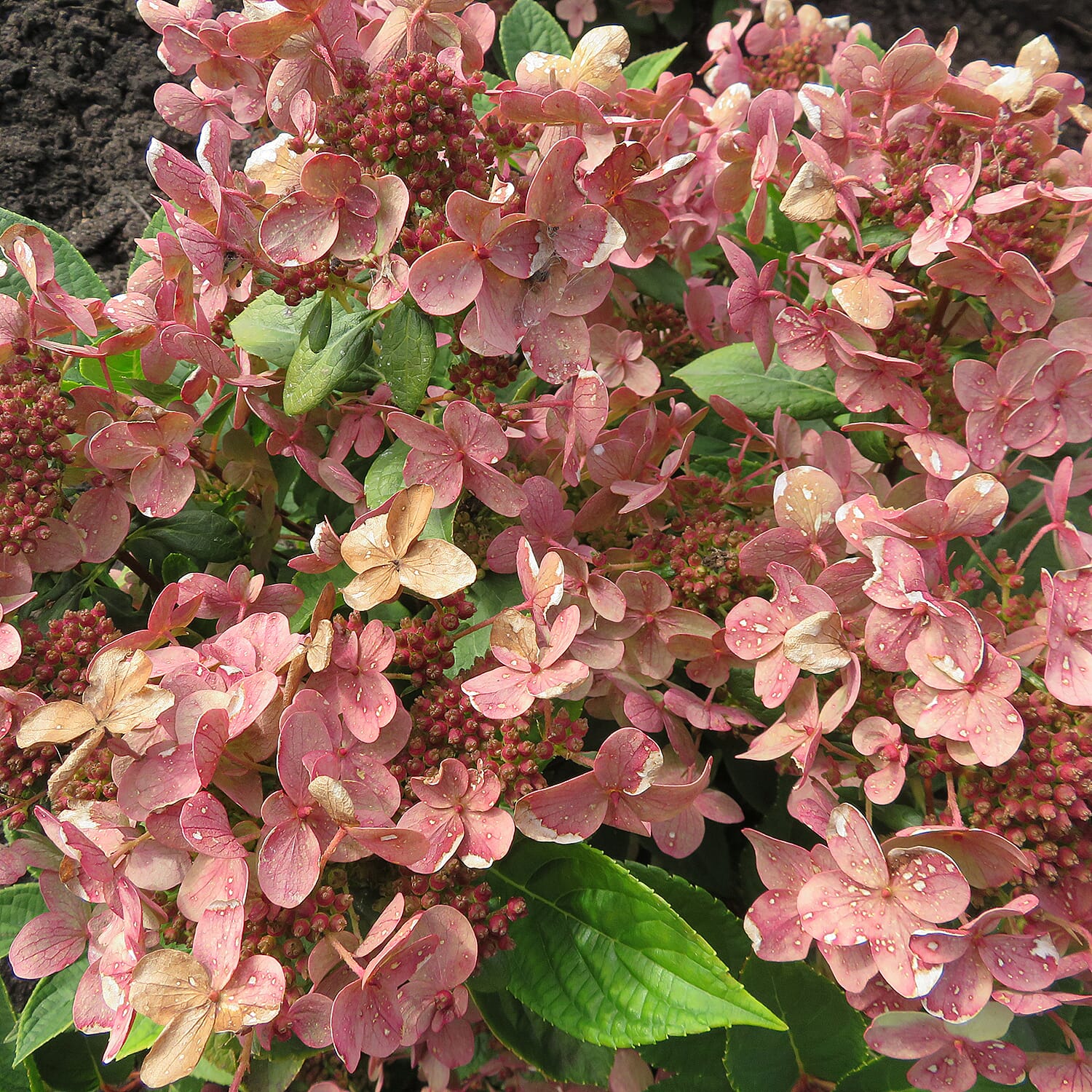 Colour Change Hydrangea Paniculata Polestar in 1.5L Pot - Hardy, Flowers until Oct