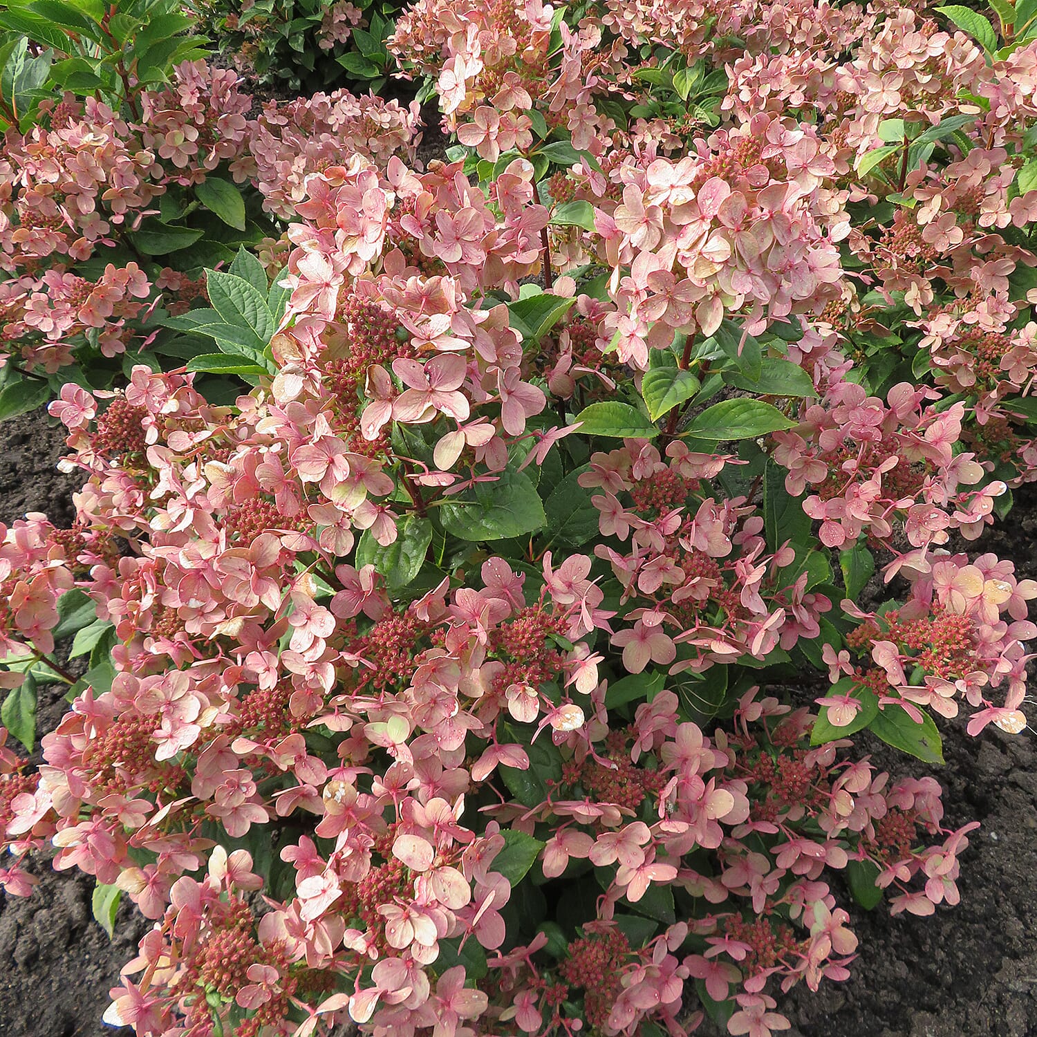 Colour Change Hydrangea Paniculata Polestar in 1.5L Pot - Hardy, Flowers until Oct
