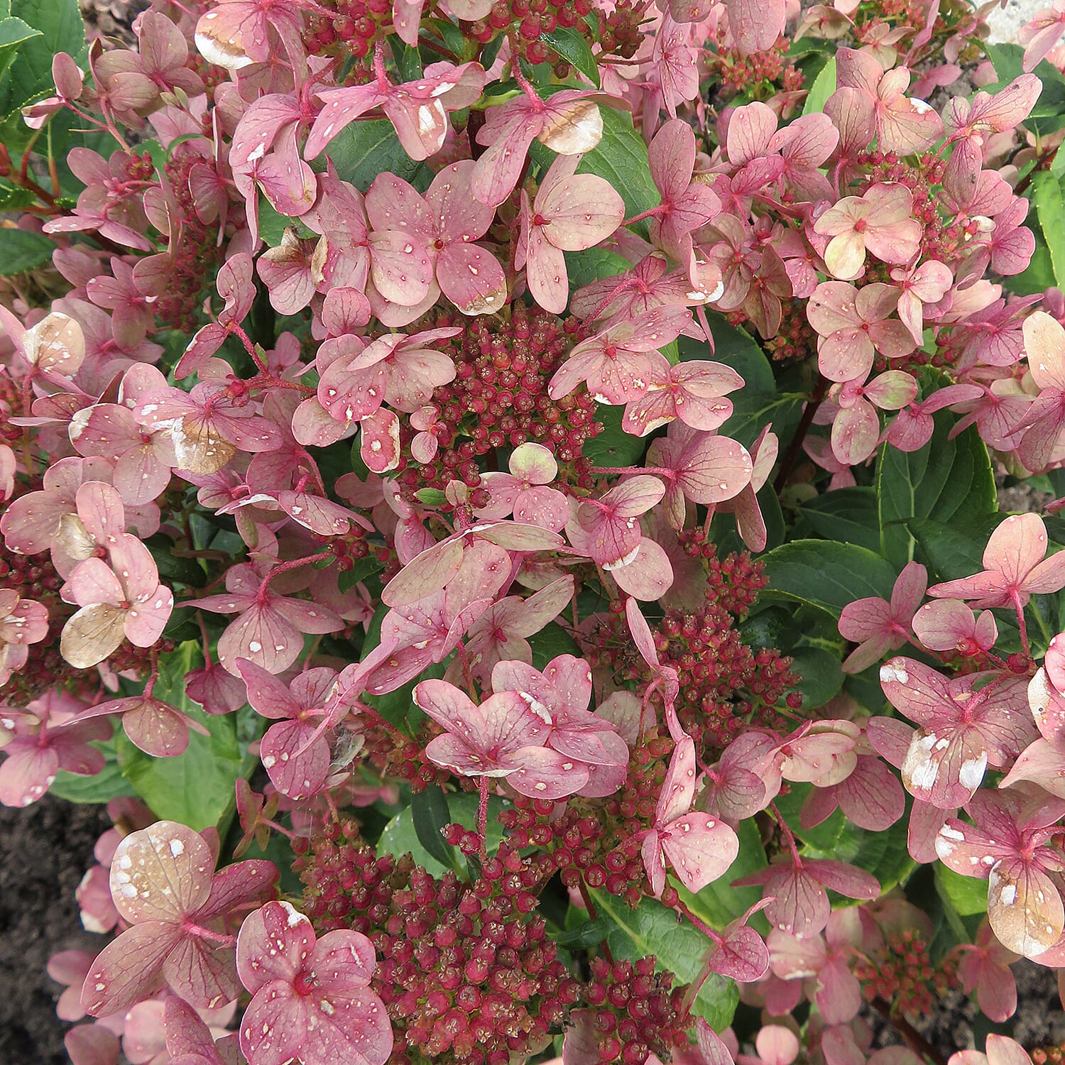 Colour Change Hydrangea Paniculata Polestar in 1.5L Pot - Hardy, Flowers until Oct