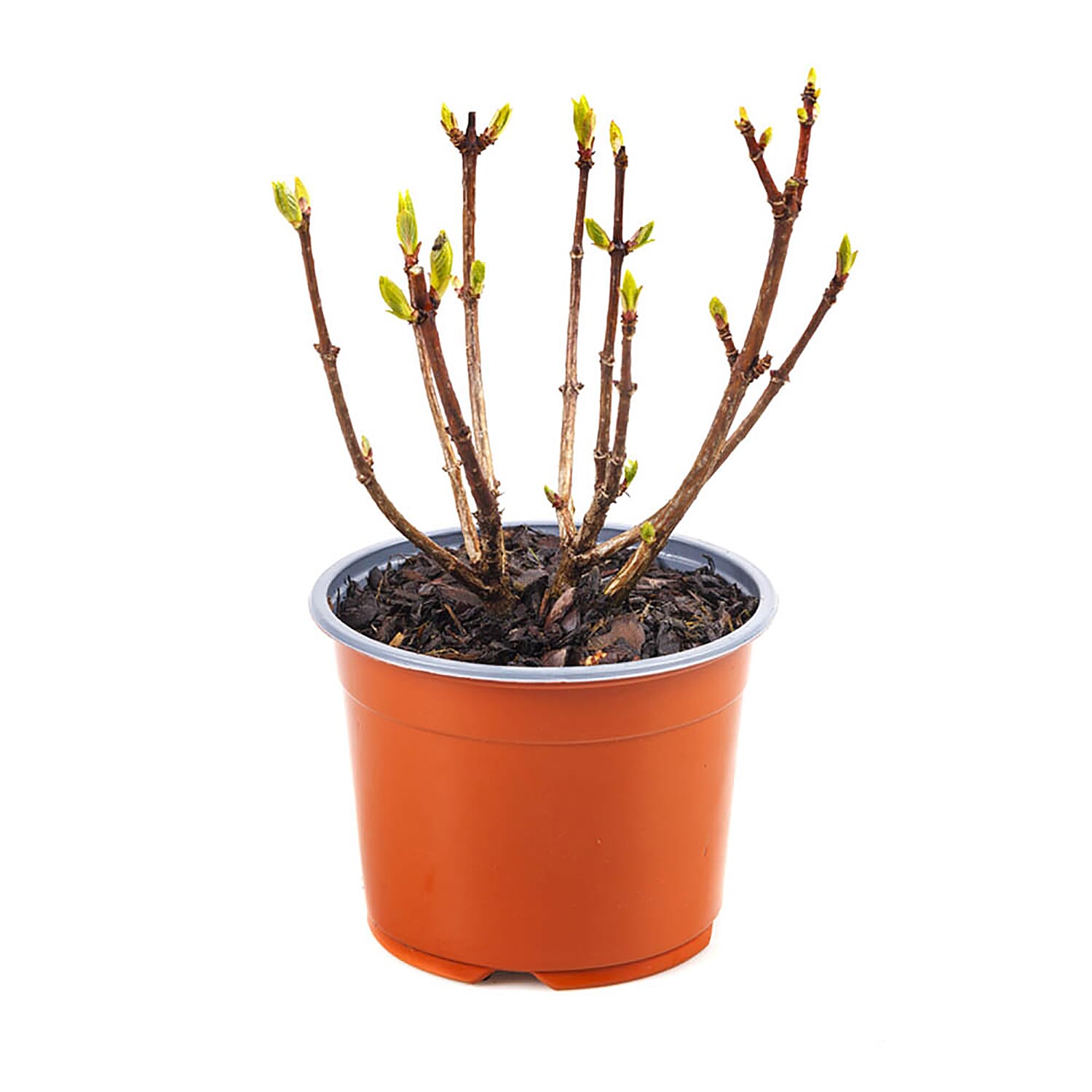 Colour Change Hydrangea Paniculata Polestar in 1.5L Pot - Hardy, Flowers until Oct