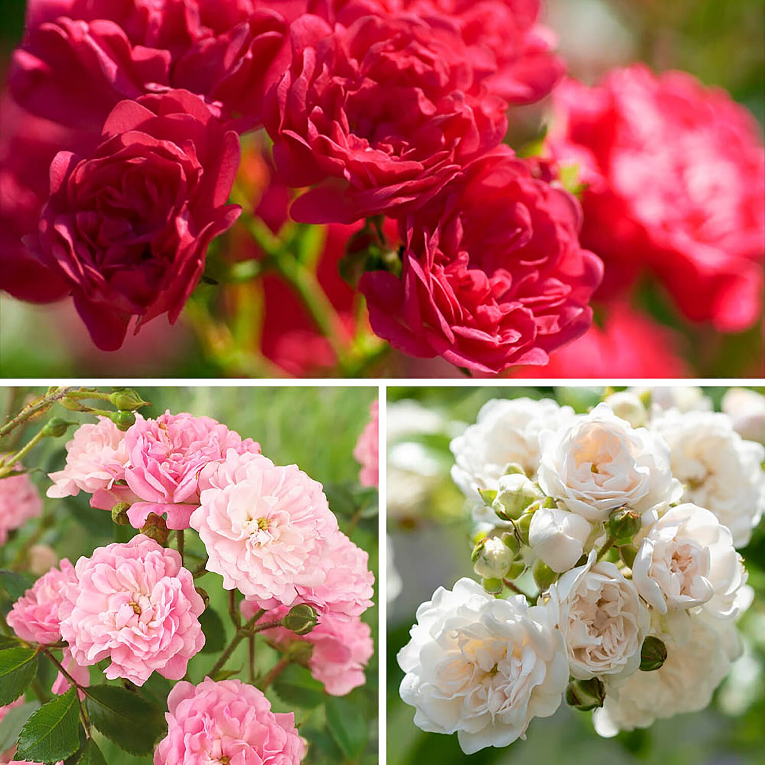 3 The Fairy Roses in 1.5L Pots - Hardy, Flowers until Nov, White, Red, Pink