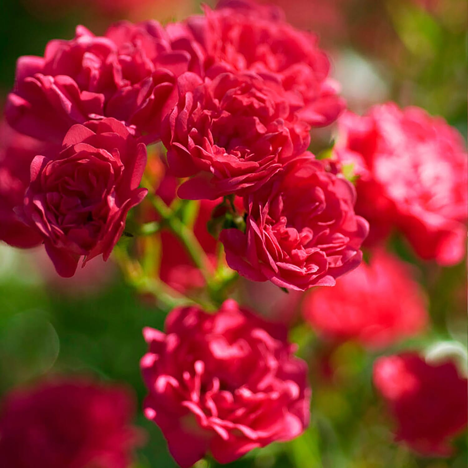 3 The Fairy Roses in 1.5L Pots - Hardy, Flowers until Nov, White, Red, Pink