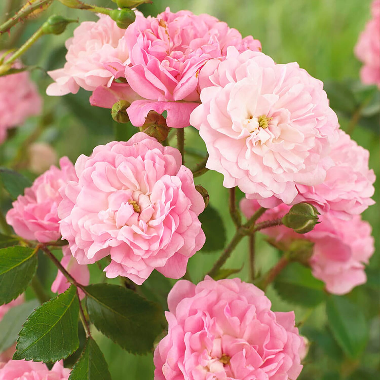 3 The Fairy Roses in 1.5L Pots - Hardy, Flowers until Nov, White, Red, Pink