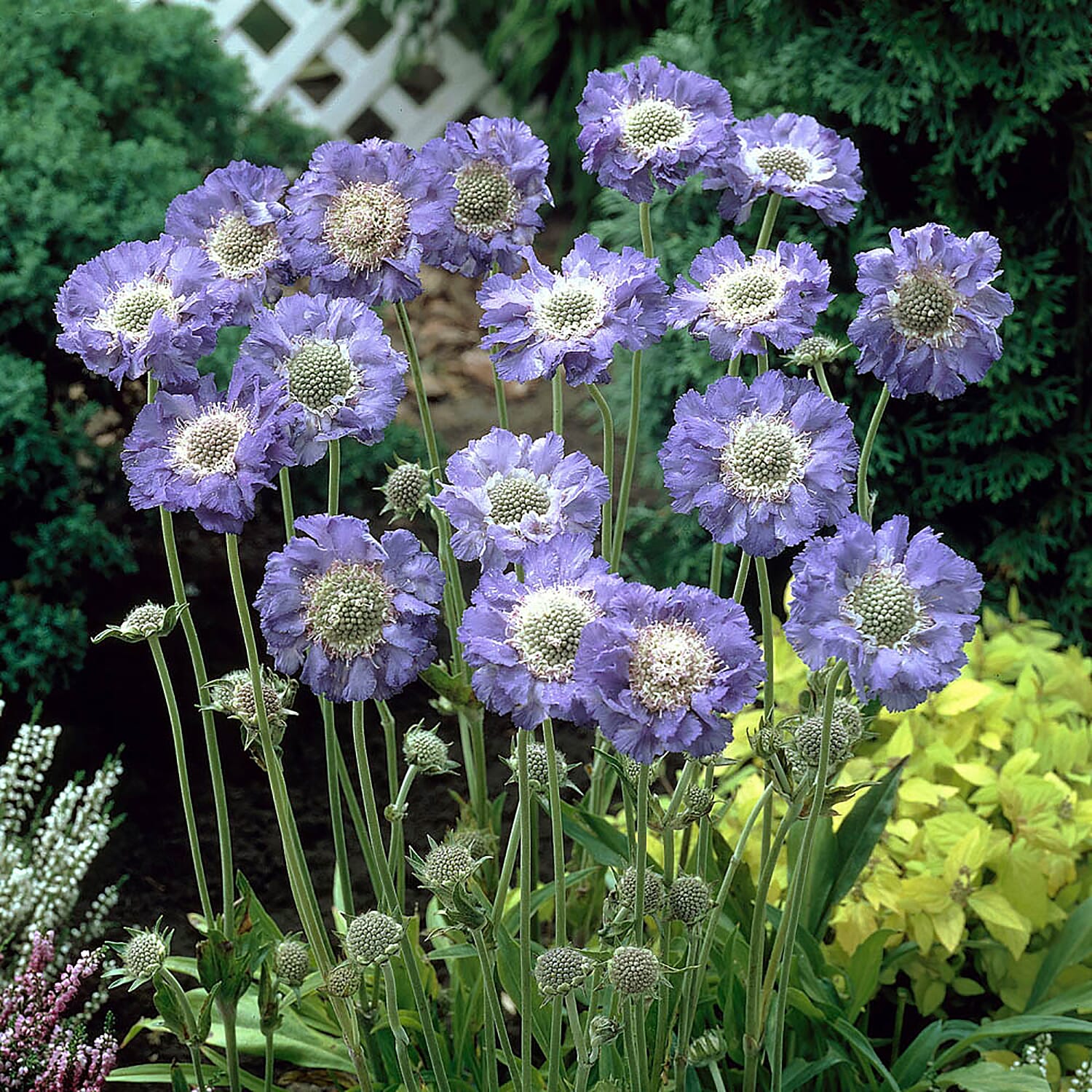 3 Scabiosa Deep Blue in 9 cm Pots - Hardy, Flowers into Autumn, Excellent Cut Flowers