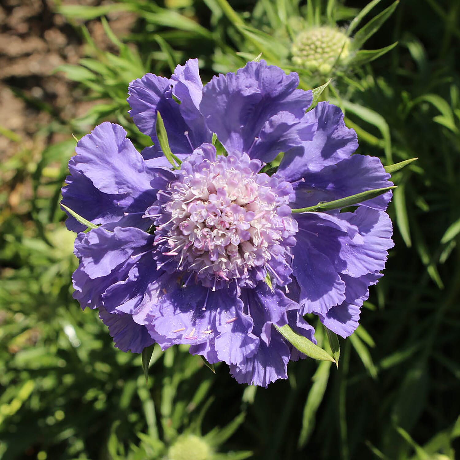 3 Scabiosa Deep Blue in 9 cm Pots - Hardy, Flowers into Autumn, Excellent Cut Flowers