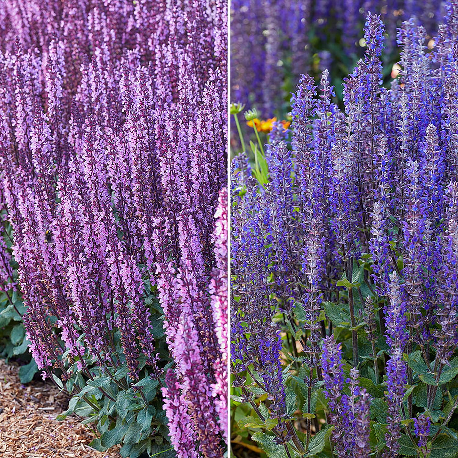 12 Mixed Salvia Midnight Plug Plants -Hardy, Flowers June to Oct, 2 Tone Easy Grower, Grows to 1m