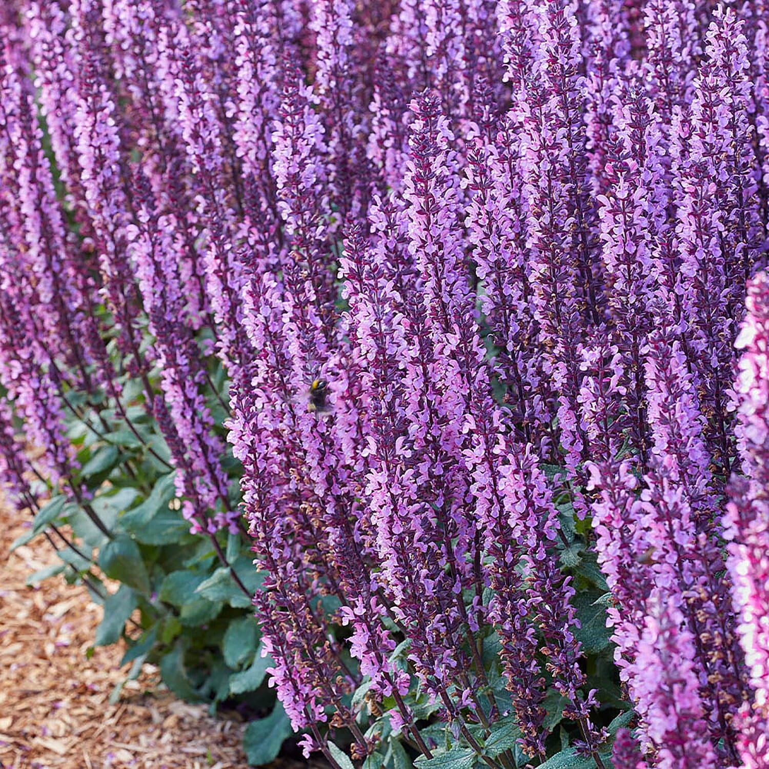 12 Mixed Salvia Midnight Plug Plants -Hardy, Flowers June to Oct, 2 Tone Easy Grower, Grows to 1m