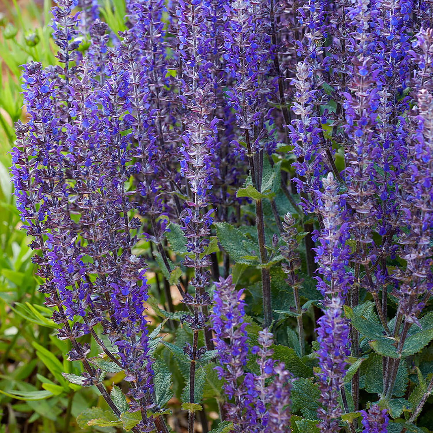 12 Mixed Salvia Midnight Plug Plants -Hardy, Flowers June to Oct, 2 Tone Easy Grower, Grows to 1m