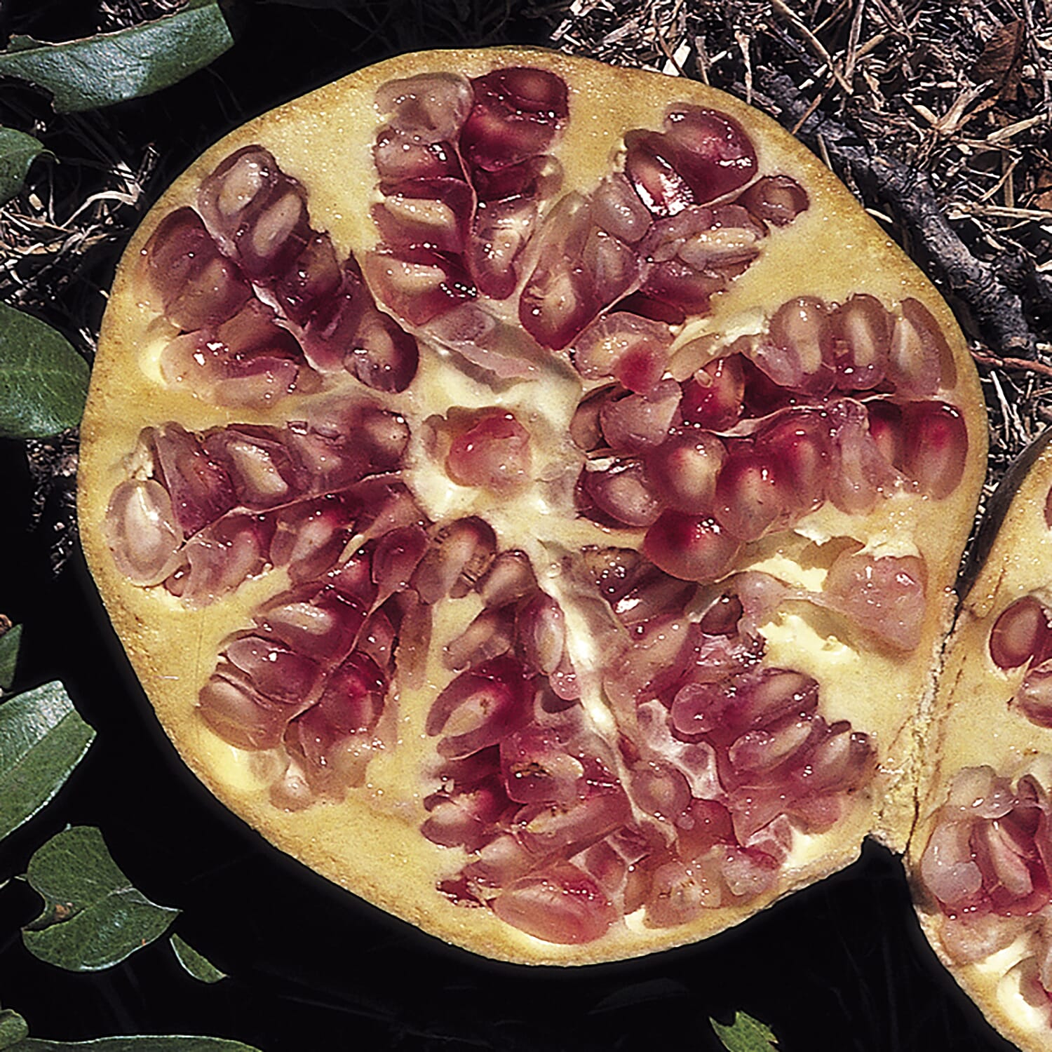 Dwarf Pomegranate in 2L Pot - Hardy, Flowers June to Aug, Super Healthy - Fruit Sept-Oct.Avg Height 60cm - Slow Growing