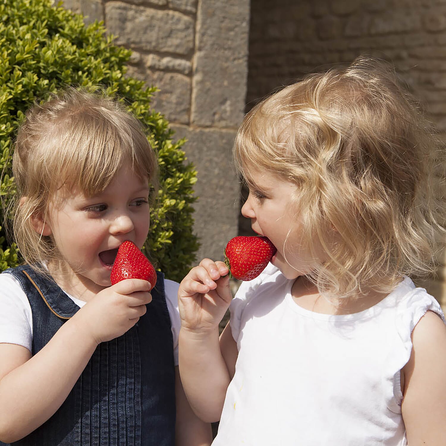 12 Strawberry Colossus Plug Plants - Hardy, Flowers Ap to May, Fruit May - July. HUGE Fruits!