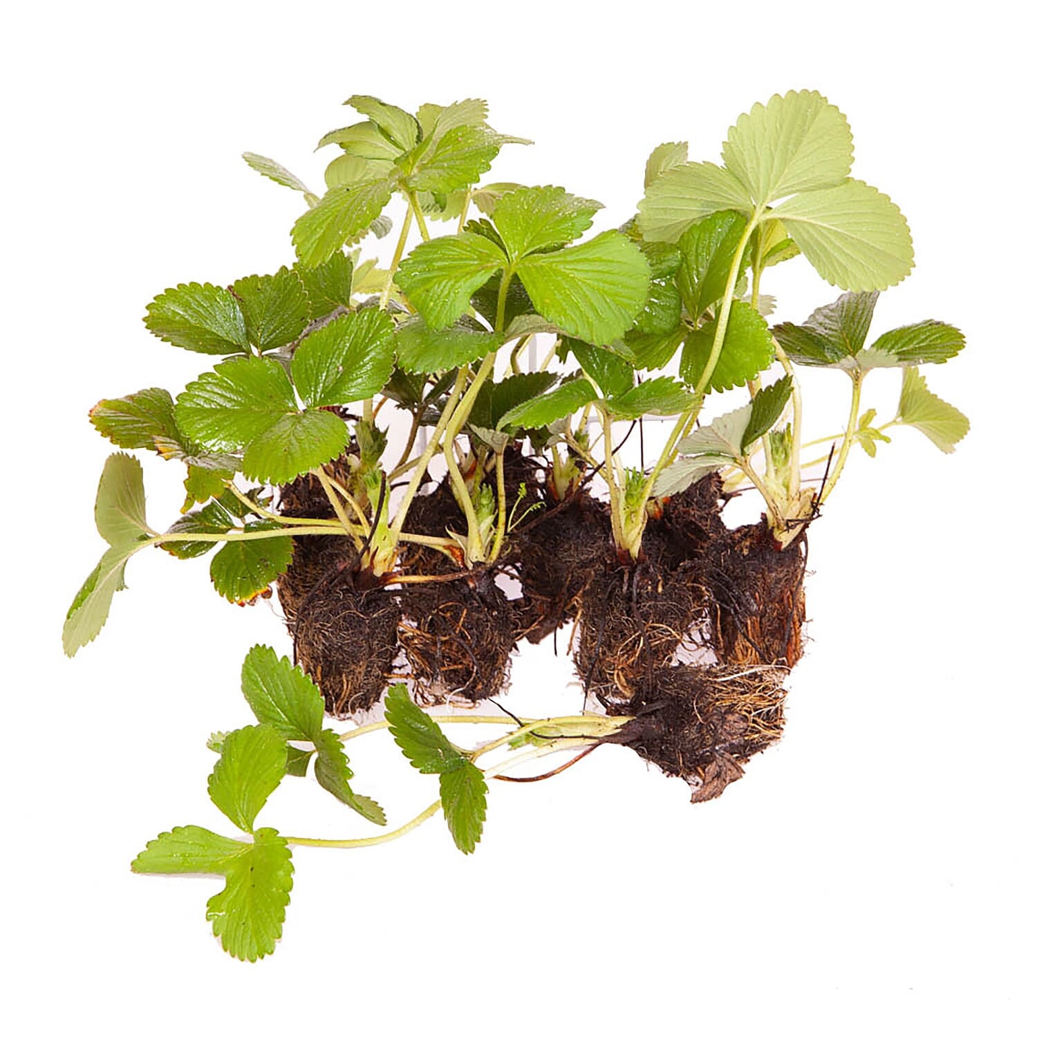 12 Strawberry Colossus Plug Plants - Hardy, Flowers Ap to May, Fruit May - July. HUGE Fruits!