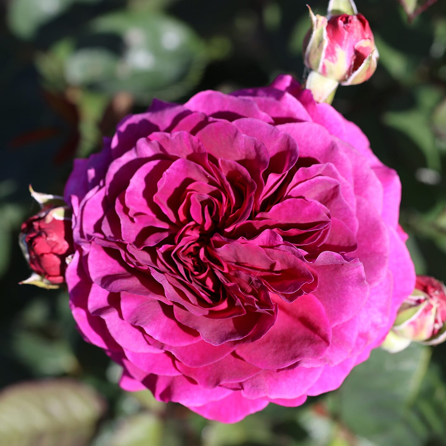 Timeless Purple Potted Rose in 3L Pot - Hardy, Flowers July to Sept. Ideal for Cut Flowers Very Fragrant.