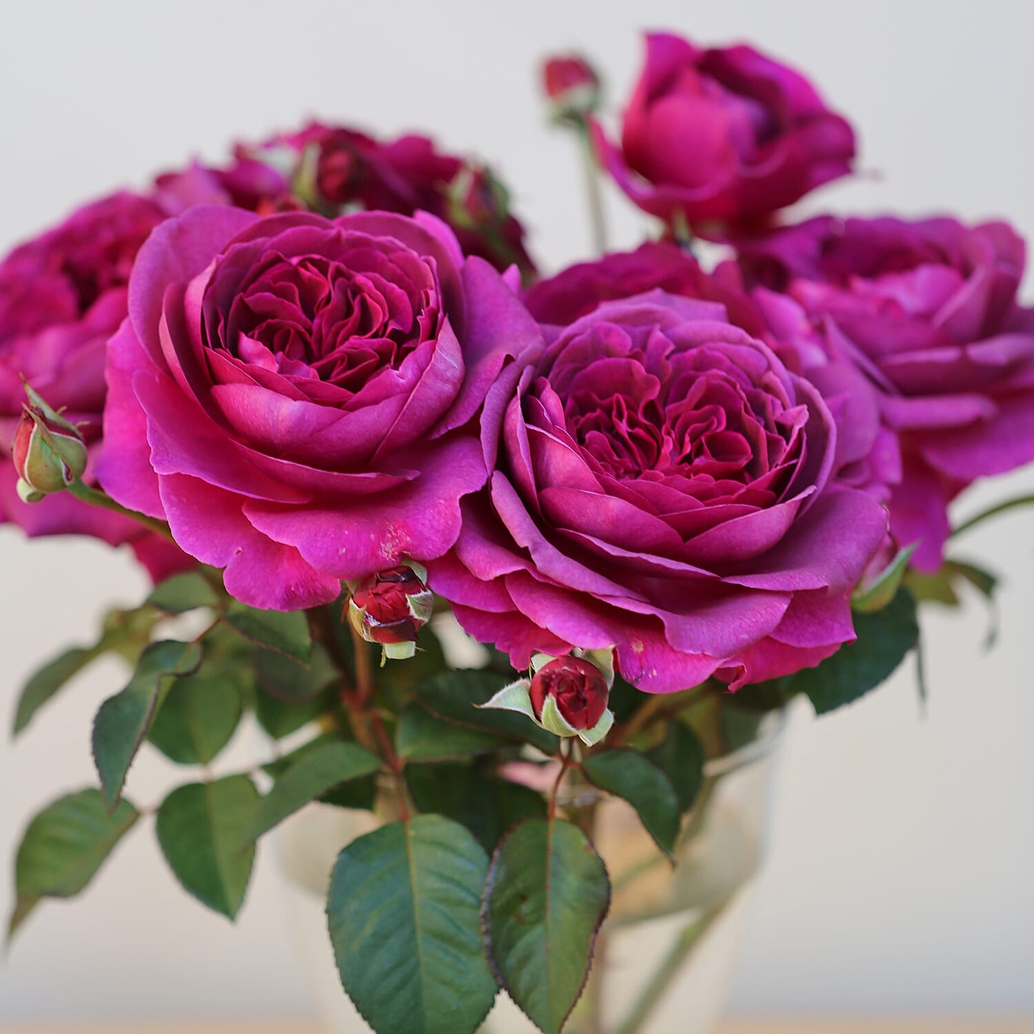 Timeless Purple Potted Rose in 3L Pot - Hardy, Flowers July to Sept. Ideal for Cut Flowers Very Fragrant.
