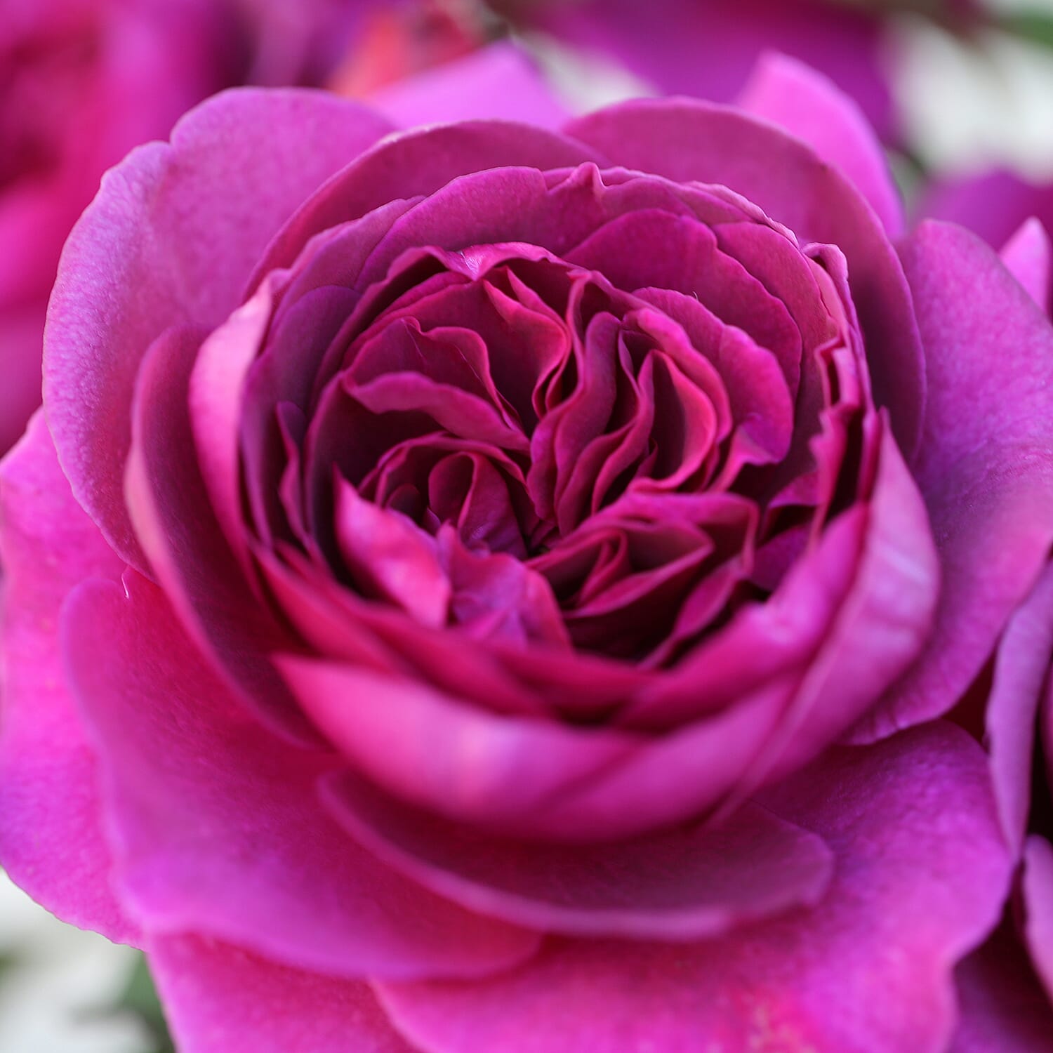 Timeless Purple Potted Rose in 3L Pot - Hardy, Flowers July to Sept. Ideal for Cut Flowers Very Fragrant.