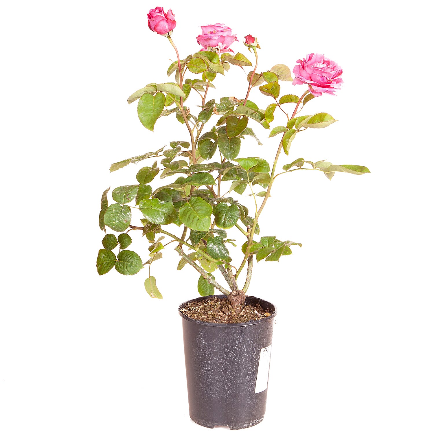Timeless Purple Potted Rose in 3L Pot - Hardy, Flowers July to Sept. Ideal for Cut Flowers Very Fragrant.