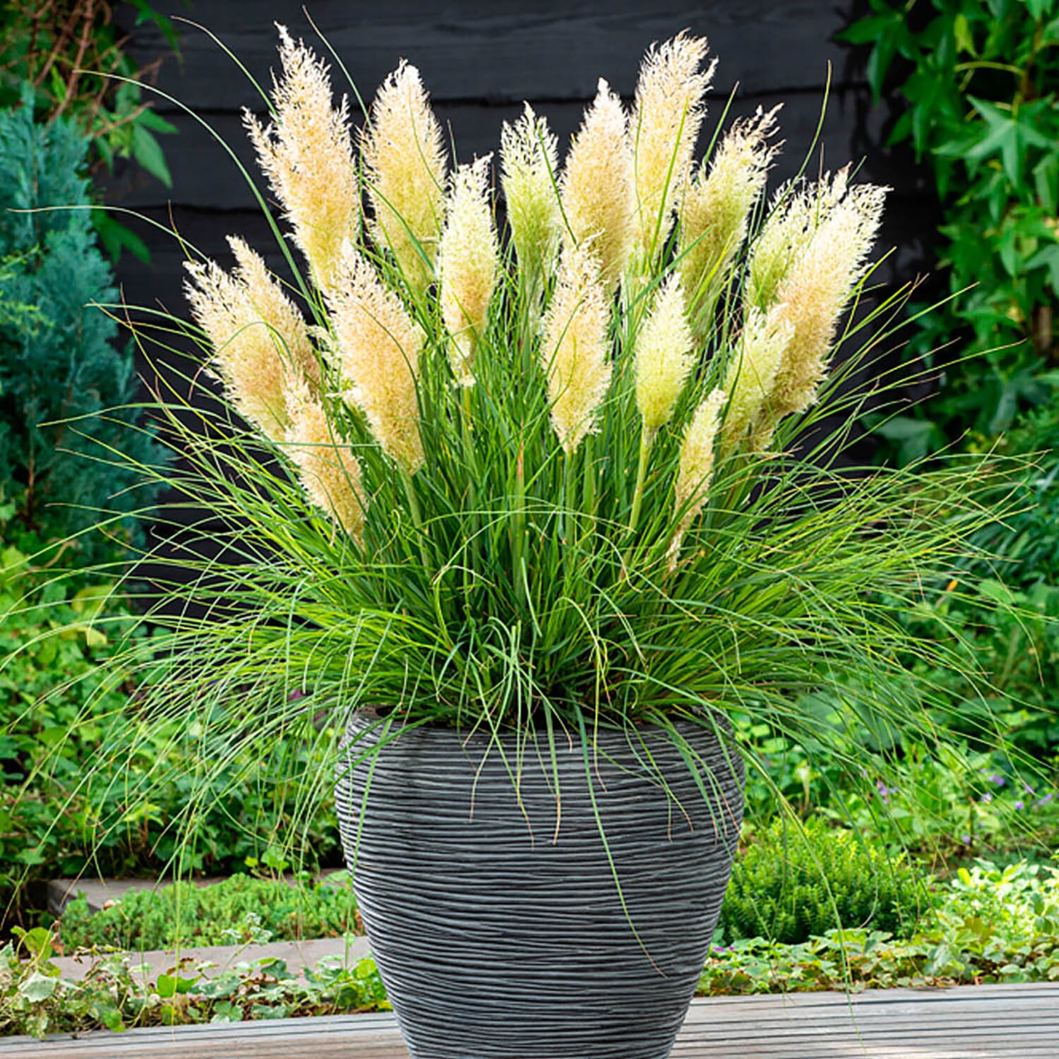 Pair of Compact Pampas Grass in 9cm Pots, Hardy, Feathery Silver Plumes - Ideal For Smaller Space - Grows to 60cm