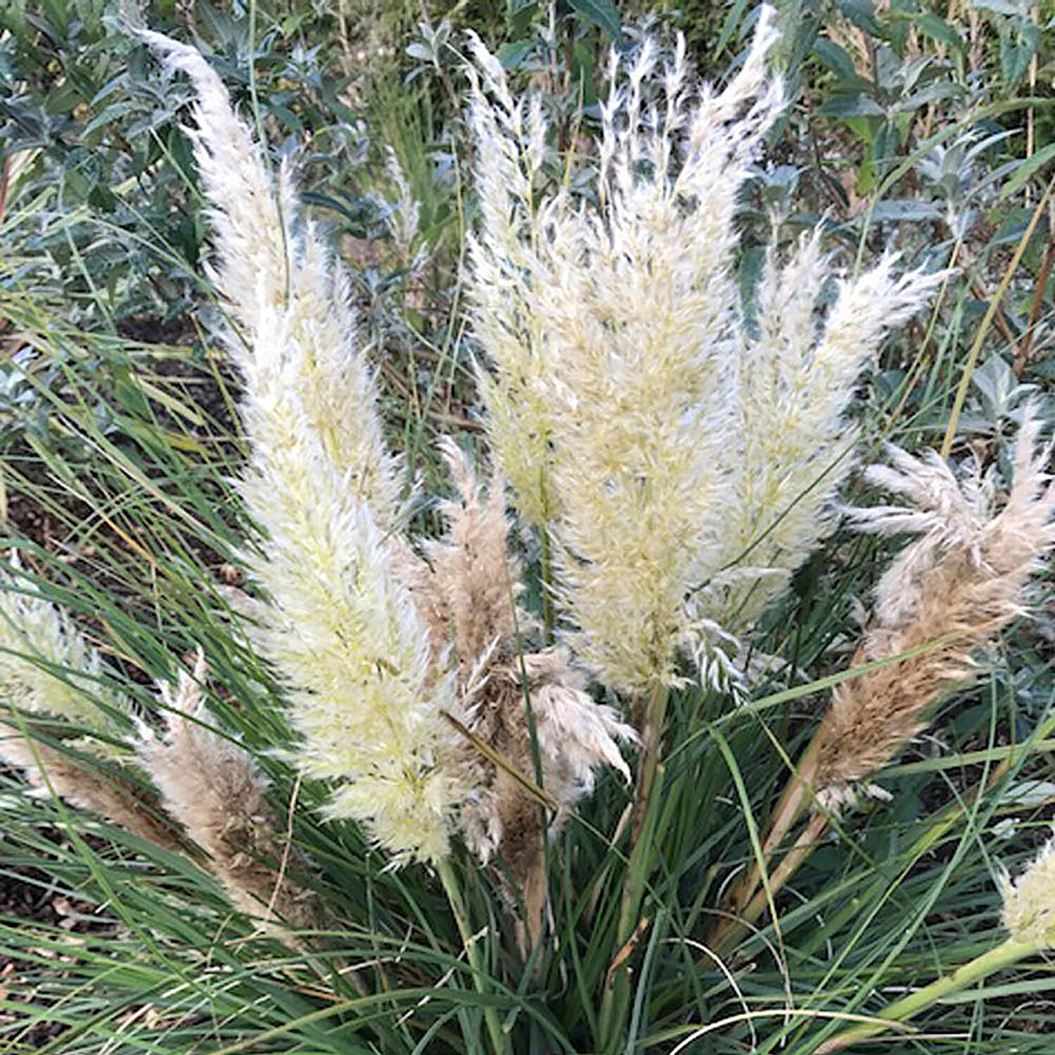 Pair of Compact Pampas Grass in 9cm Pots, Hardy, Feathery Silver Plumes - Ideal For Smaller Space - Grows to 60cm