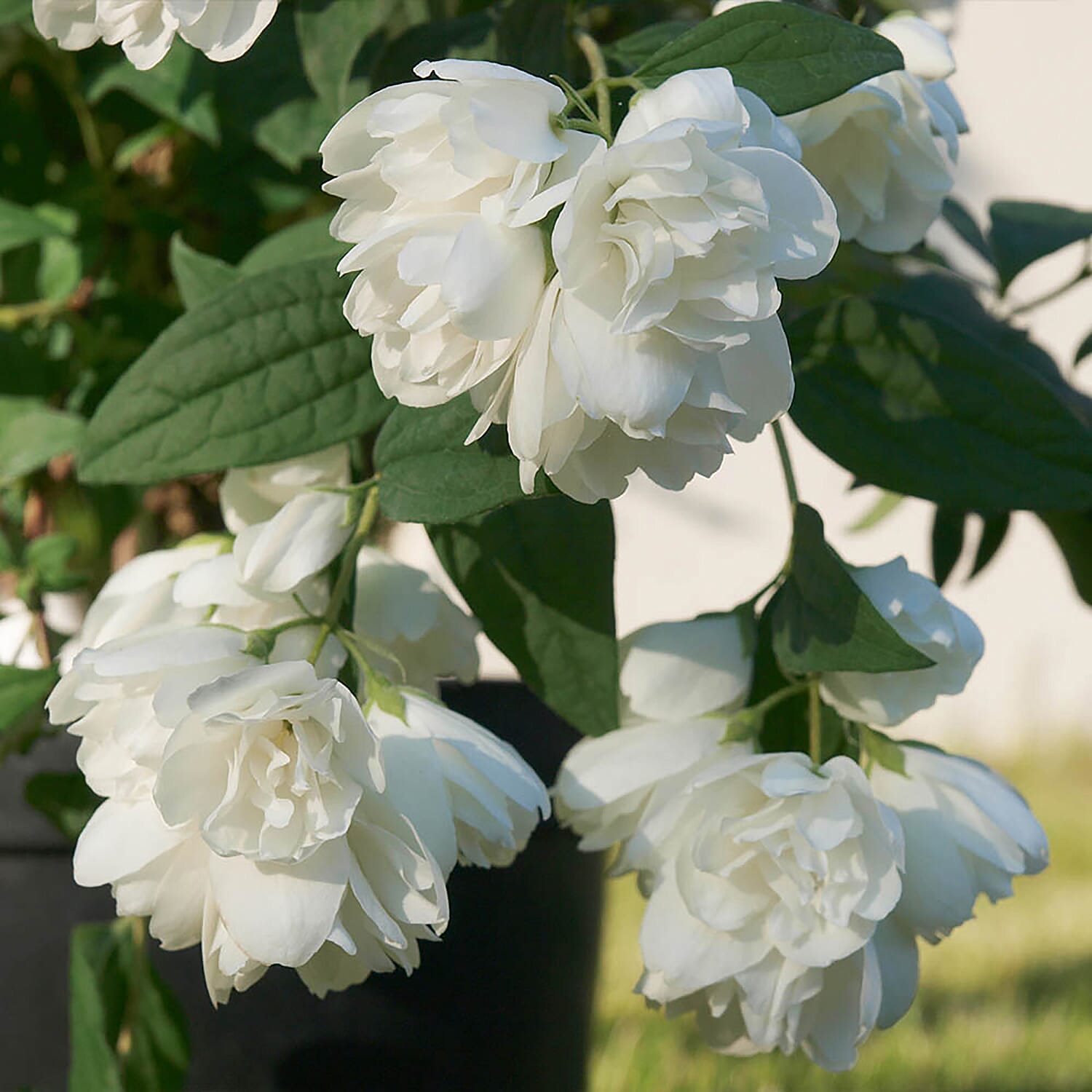 Set of 3 Philadelphus Little White Love in 9cm Pots