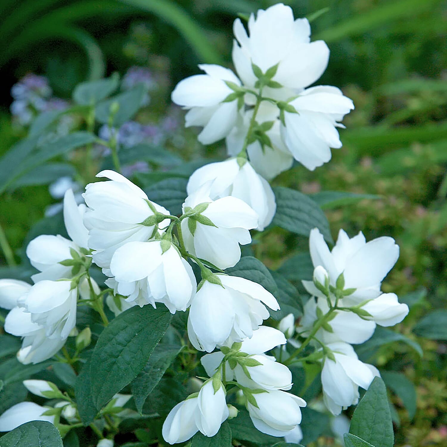 Set of 3 Philadelphus Little White Love in 9cm Pots