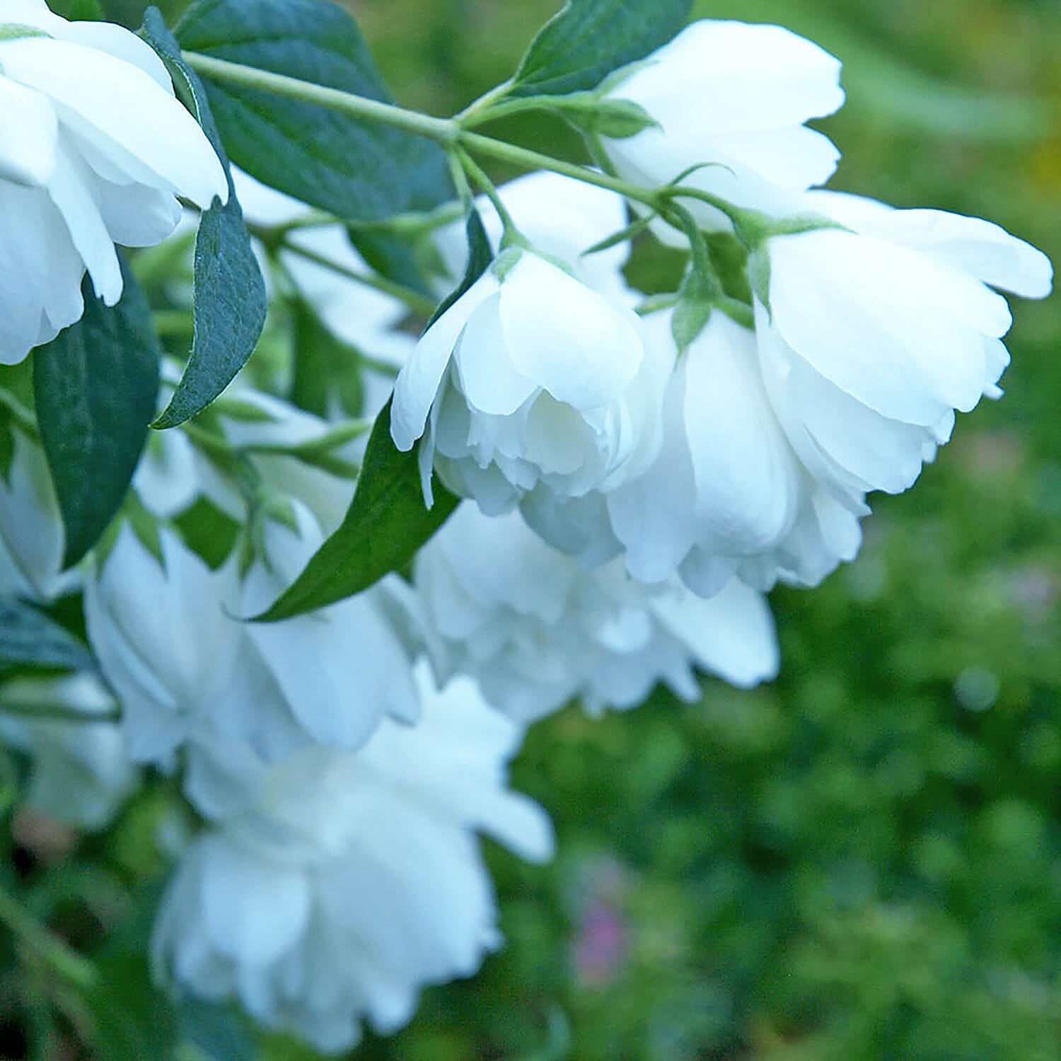 Set of 3 Philadelphus Little White Love in 9cm Pots
